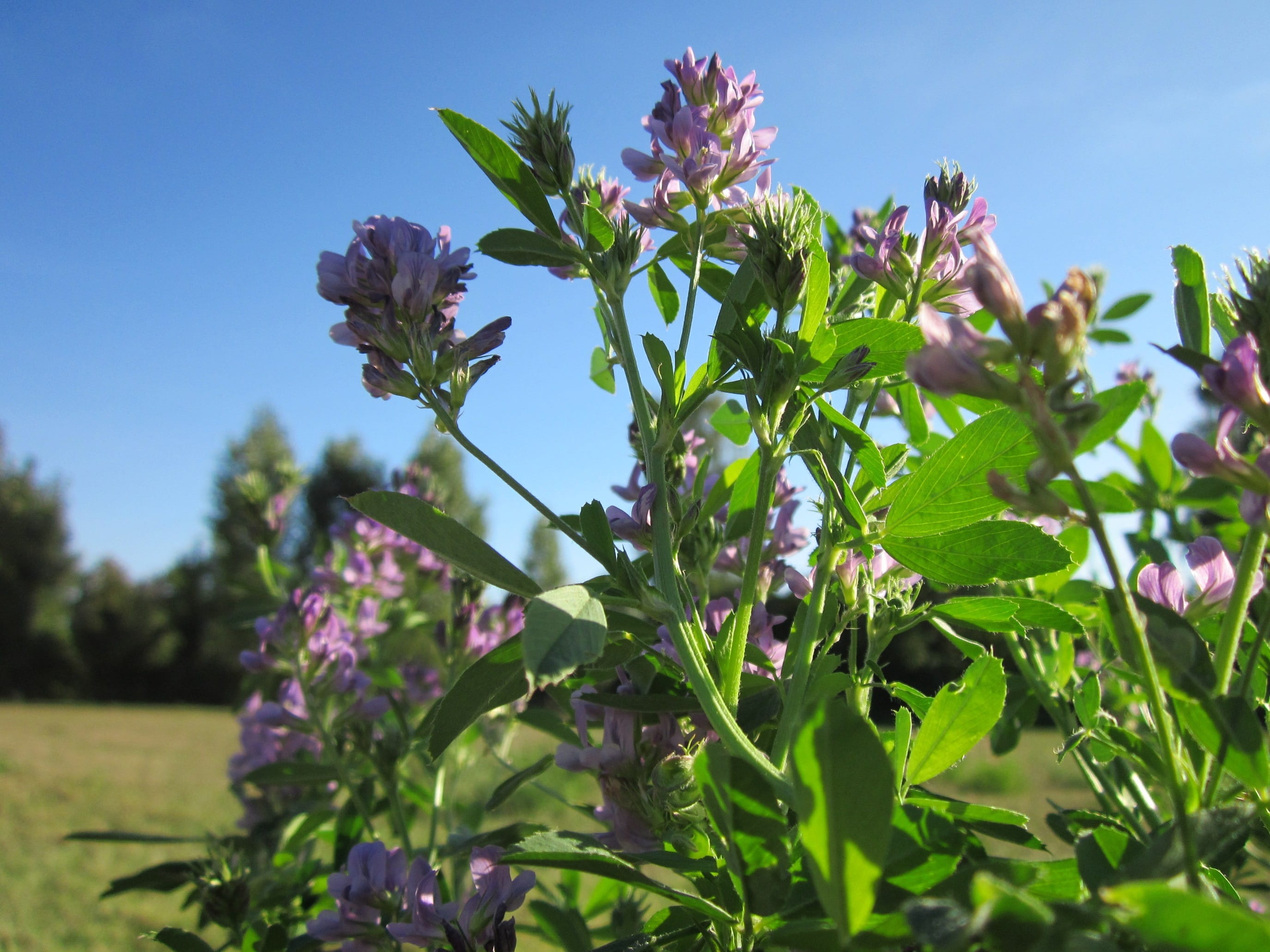 focus on foreground, sunlight, outdoors, inflorescence, flower, medicago satigo, nature, no people, fragility, purple, springtime, blooming, beauty in nature, HD Wallpaper