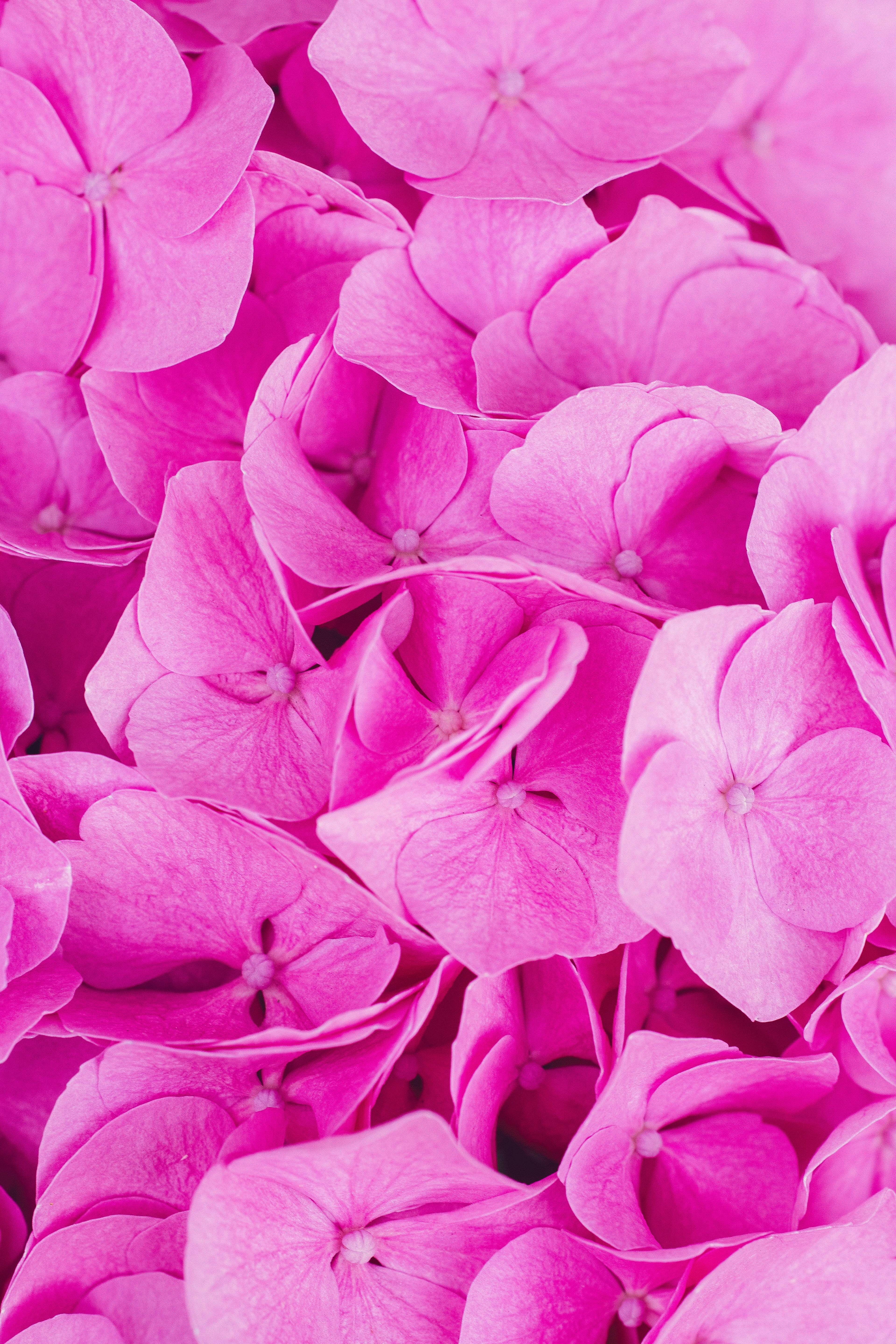 vulnerability, growth, backgrounds, flower, pink color, outdoors, petals, hydrangea, pink, fragility, nature, beauty in nature, close-up, plant, large group of objects, Phone HD Wallpaper