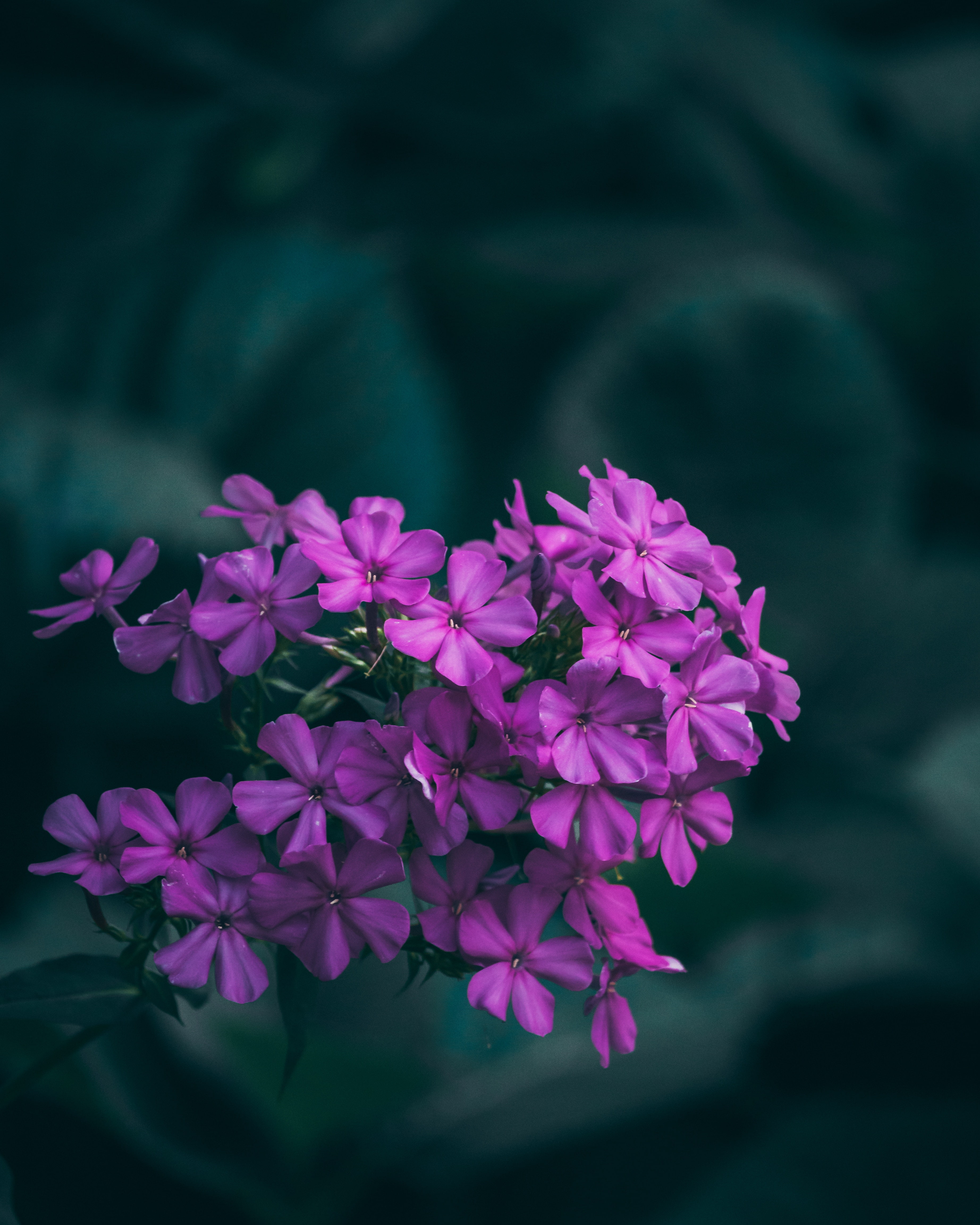 4K, macro, inflorescences, lilac, flowers, Phone HD Wallpaper
