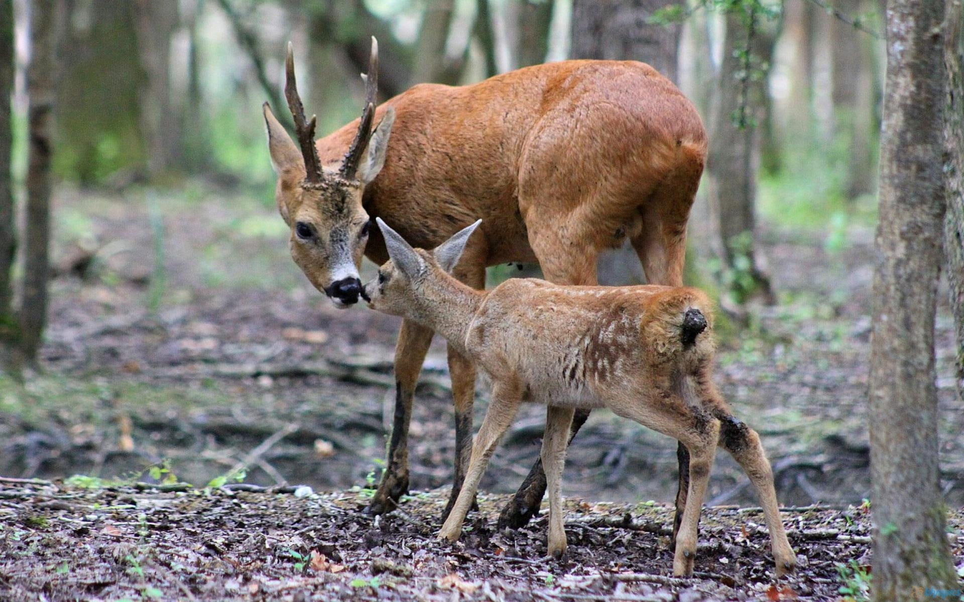 fawn, baby, baby animals, forests, tenderness, tender, animals, 1080P, deer, HD Wallpaper