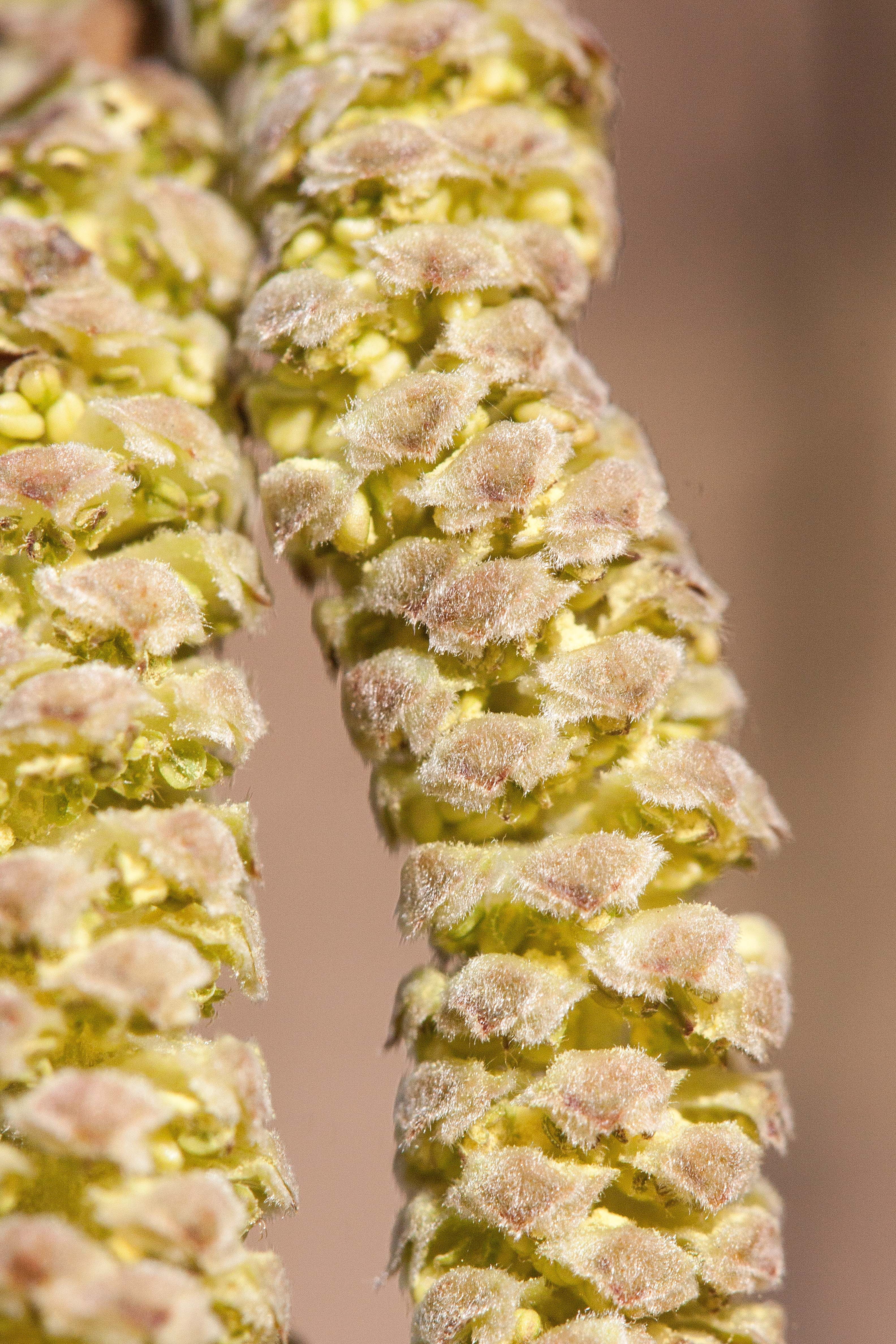 hazel, nature, food, healthy eating, hazelnut, pattern, snack, 4K, focus on foreground, freshness, growth, studio shot, frühlingsanfang, slice, macro, Phone HD Wallpaper