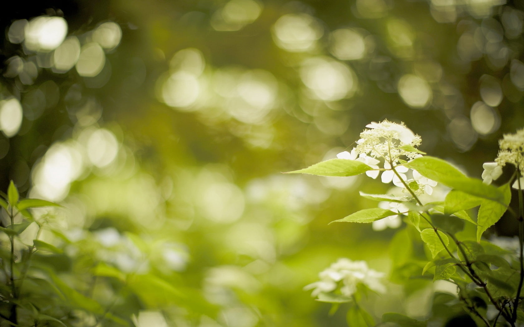 day, beauty in nature, focus on foreground, green color, springtime, outdoors, 720P, flowering plant, flower, nature, inflorescence, plant part, plant, HD Wallpaper
