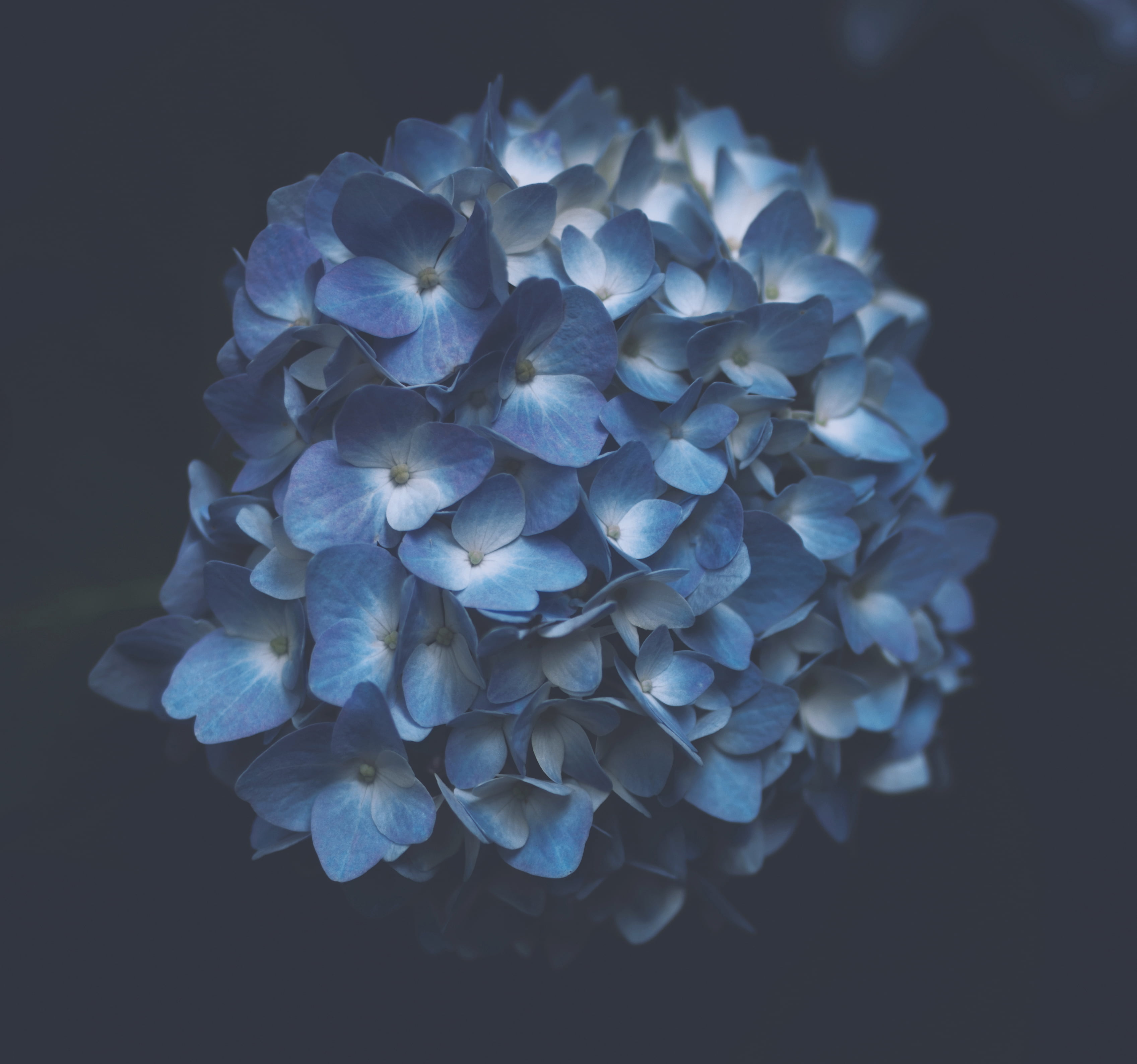 petal, fragility, hydrangea, freshness, inflorescence, flower, softness, indoors, white, purple, studio shot, growth, blue, springtime, nature, plant, flowering plant, HD Wallpaper