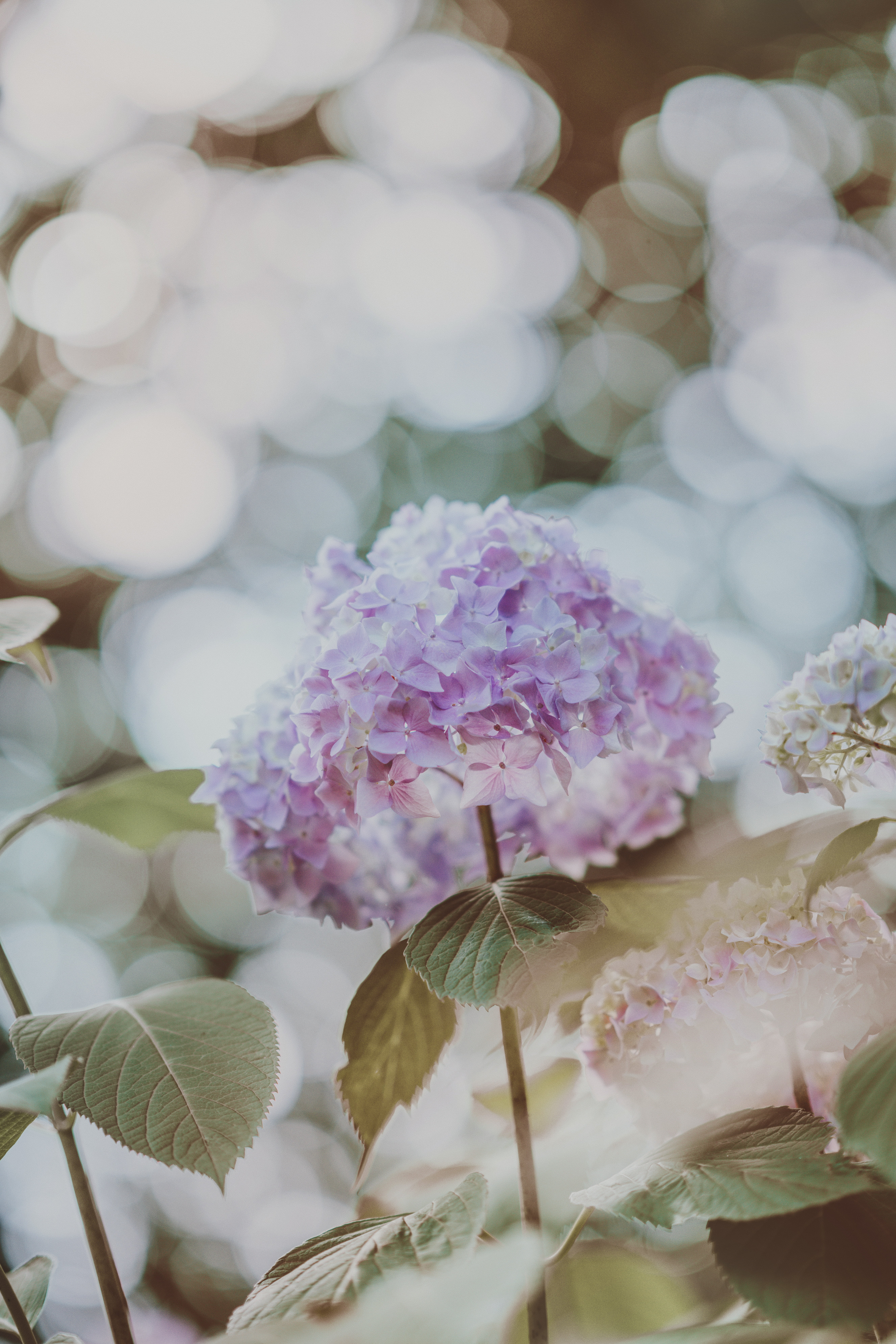 freshness, growth, plant part, day, bunch of flowers, no people, close-up, petal, plant, nature, inflorescence, glare, selective focus, blur, focus on foreground, Phone HD Wallpaper