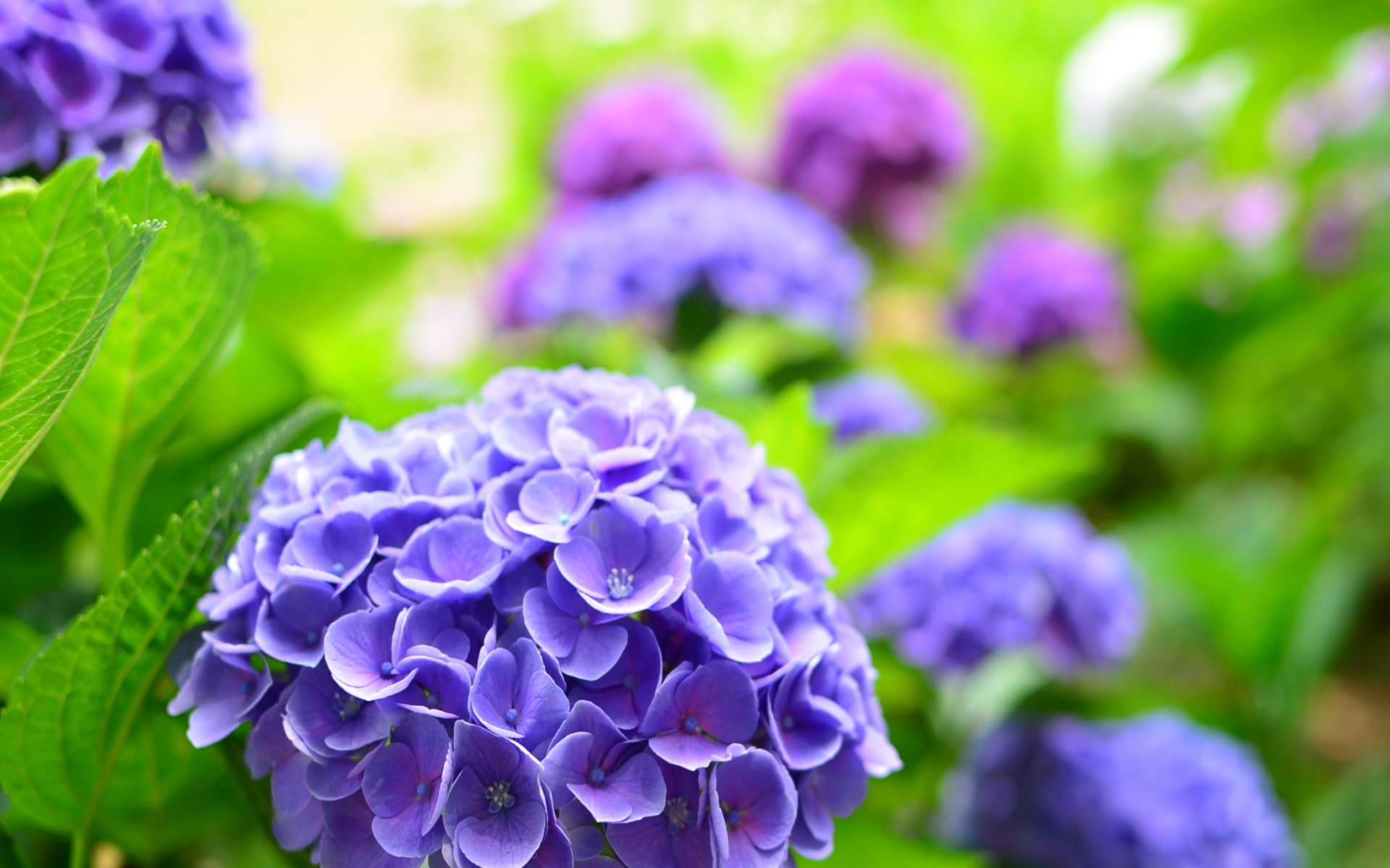 Spring, Hydrangea, 1080P, Blue, HD Wallpaper