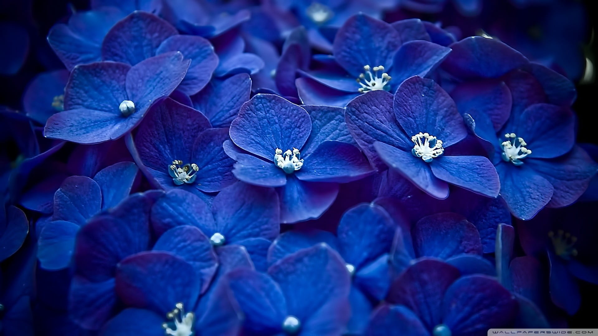 flowering plant, beauty in nature, 1080P, blue flowers, growth, macro, plant, flowers, inflorescence, flower head, hydrangea, fragility, purple, petal, HD Wallpaper
