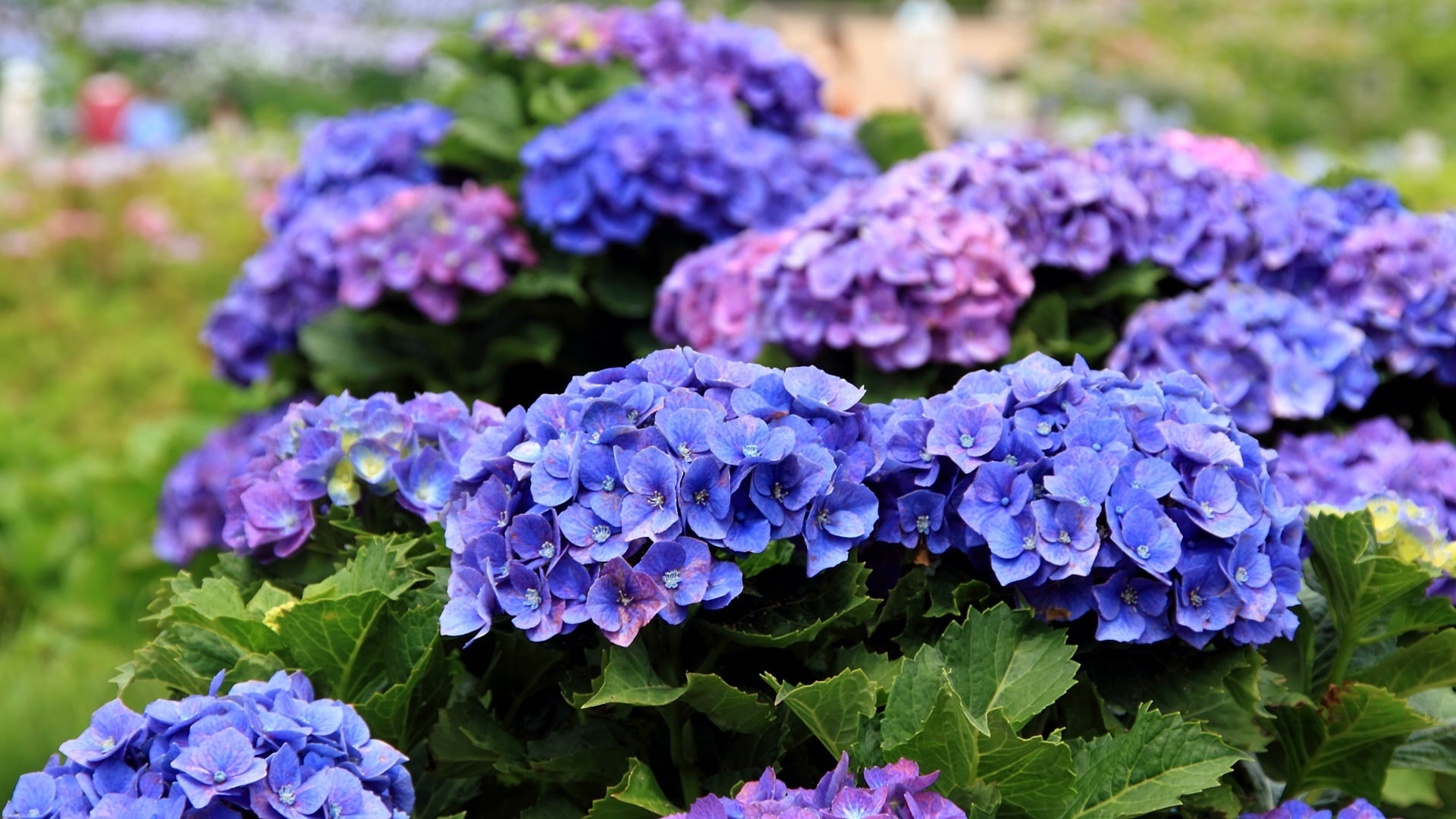 Spring, Hydrangea, Blooms, Flowers, 1080P, HD Wallpaper