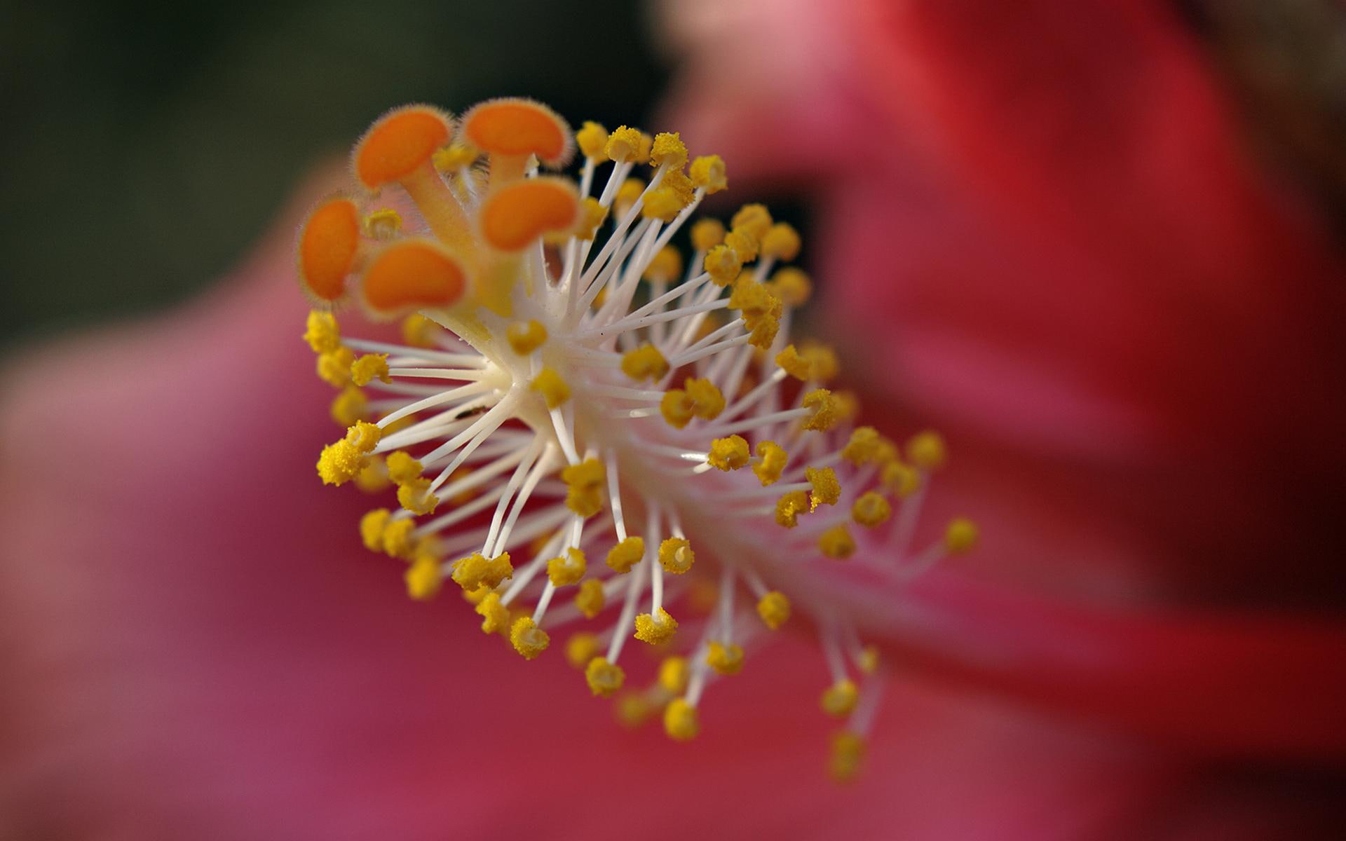 3d and abstract, yellow, flor, pollen, naturaleza, 1080P, macro, HD Wallpaper