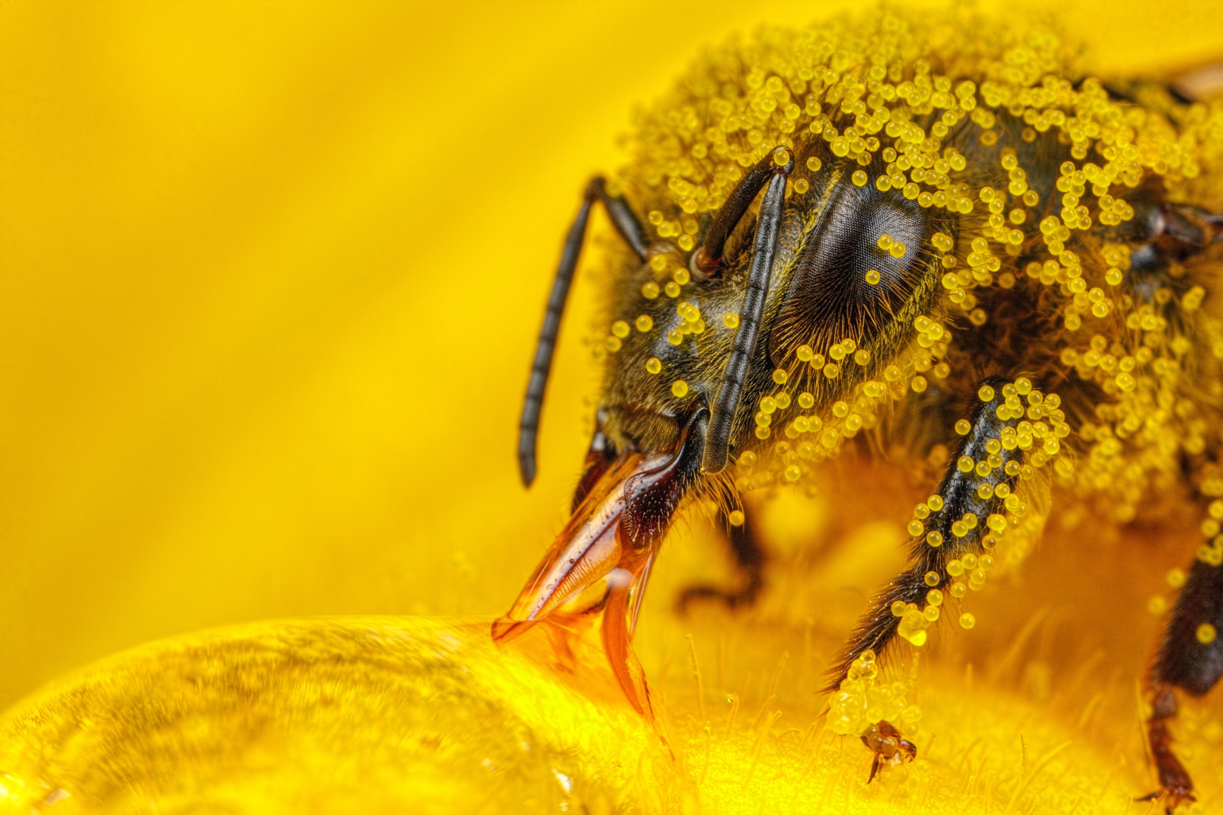 bees, hymenoptera, 4K, insect, pollen, macro, HD Wallpaper