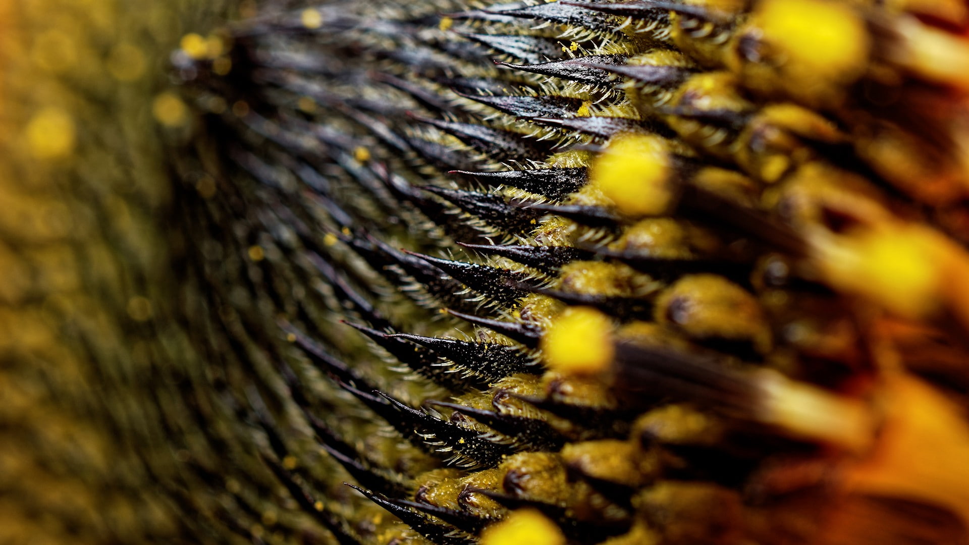macro, flowers, pollen, sunflowers, 1080P, nature, plants, HD Wallpaper