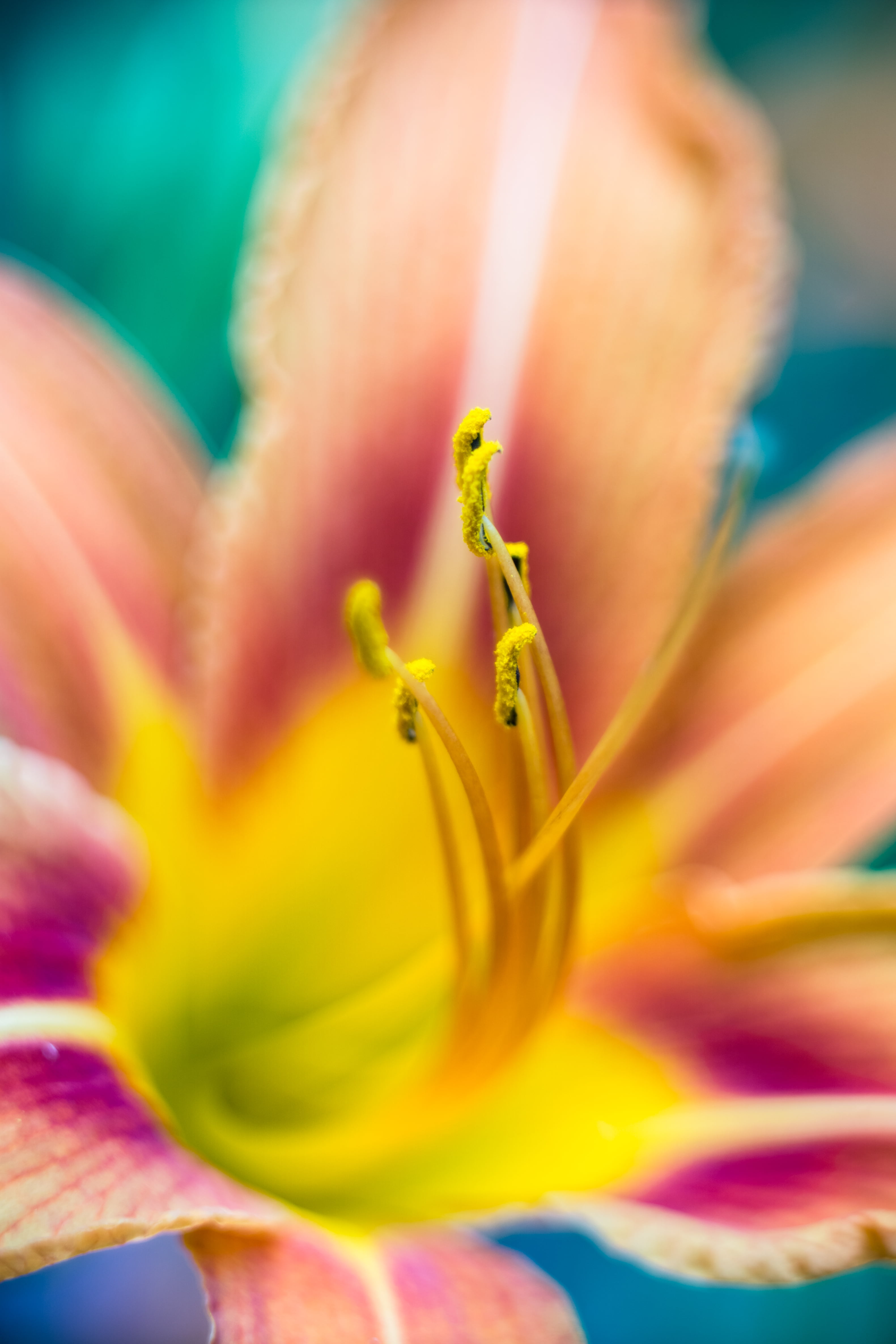 flower, purple, petal, plant, pollen, brown, grains, photography, shot, nature, yellow, close-up, flower Head, 4K, macro, Phone HD Wallpaper