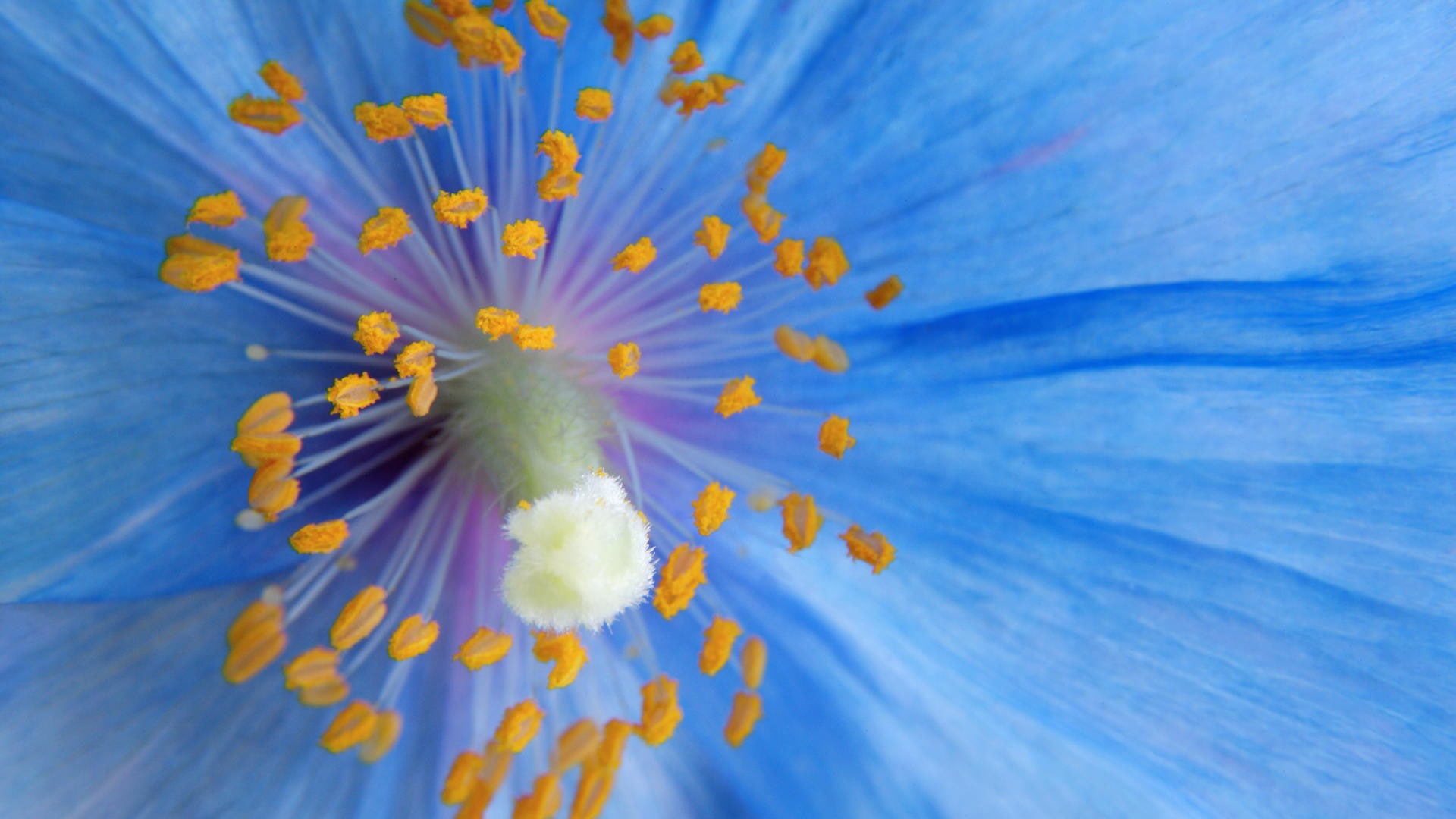 macro, hd, pollen, 1080P, flower, nature, HD Wallpaper