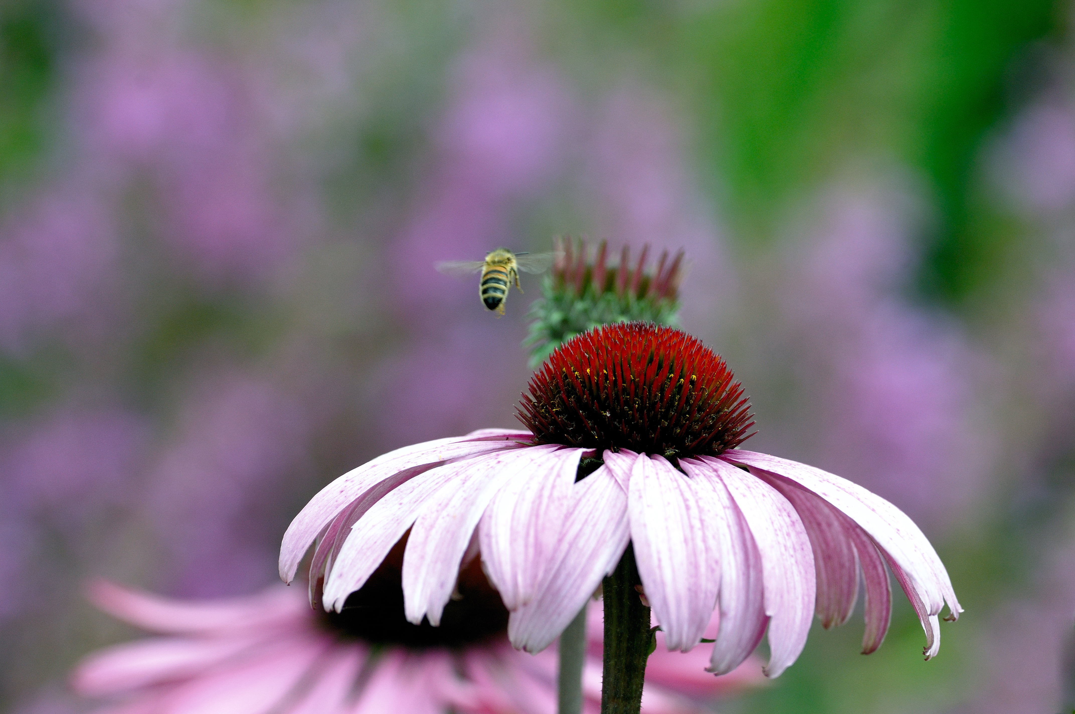 selective, Coneflower, selective focus, Orange, plant, Flower, Colourful, photography, pollen, focus, Bee, macro, nature, summer, close-up, petal, pink, HD Wallpaper