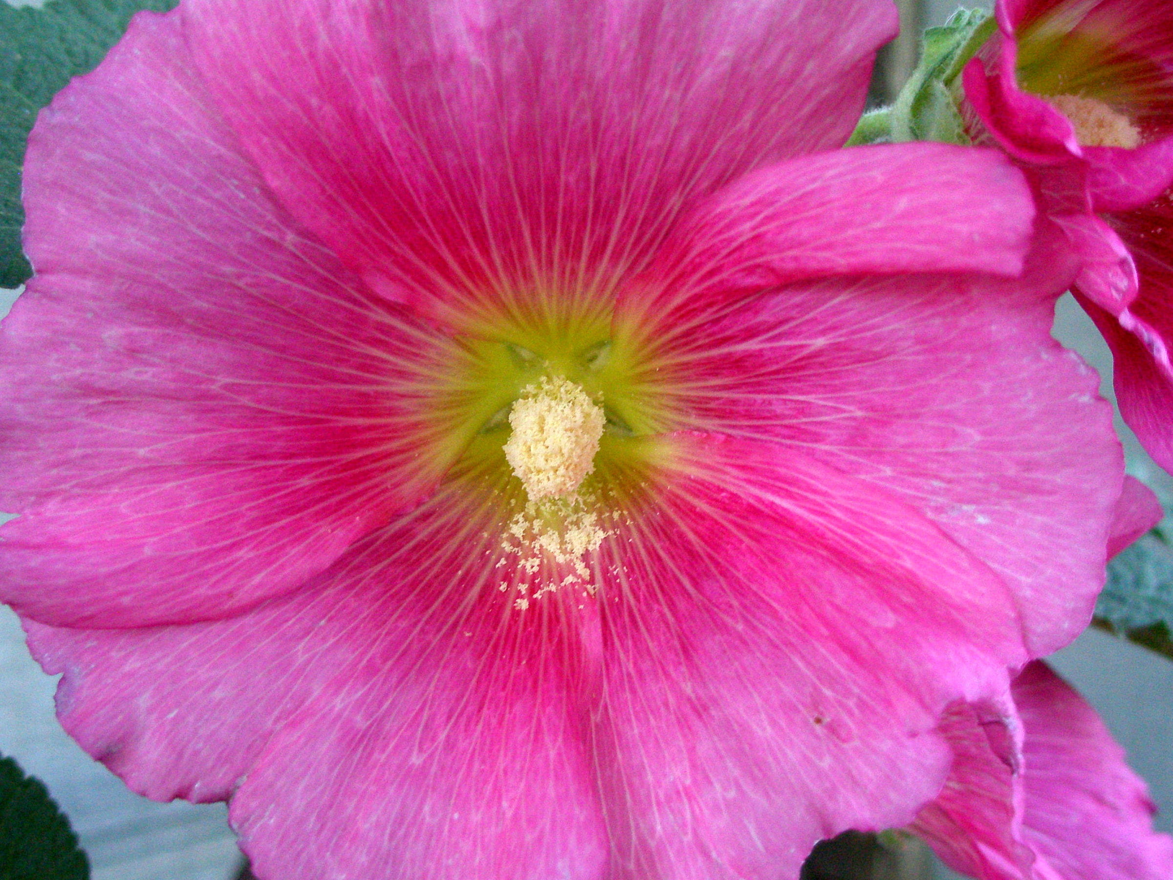 no people, growth, petal, 1080P, pink color, beauty in nature, inflorescence, plant, flowering plant, flower head, flower, close-up, pink hollyhock, freshness, HD Wallpaper