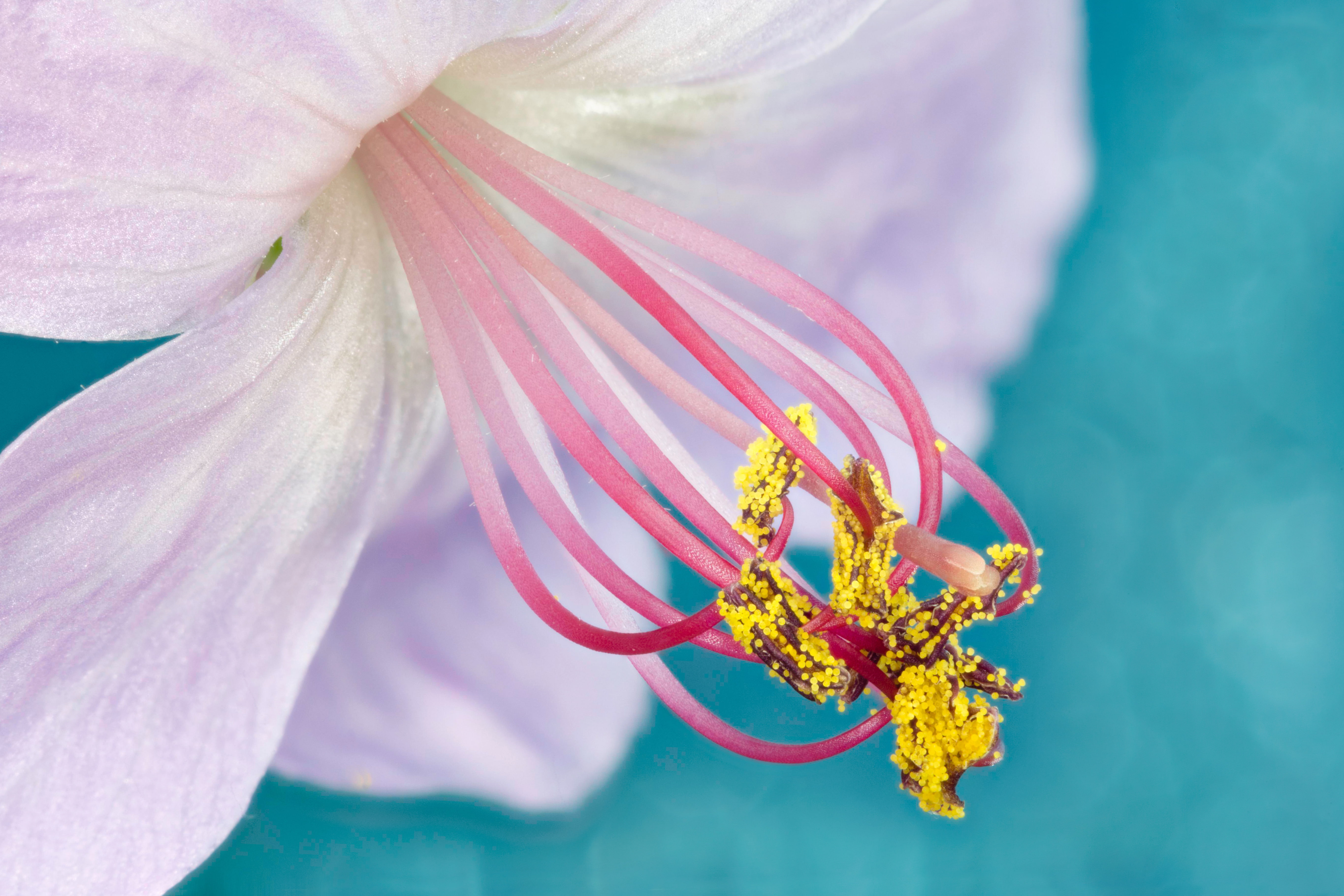 Geranium flower, 5K, 5K, Pollen, Stigma, HD Wallpaper
