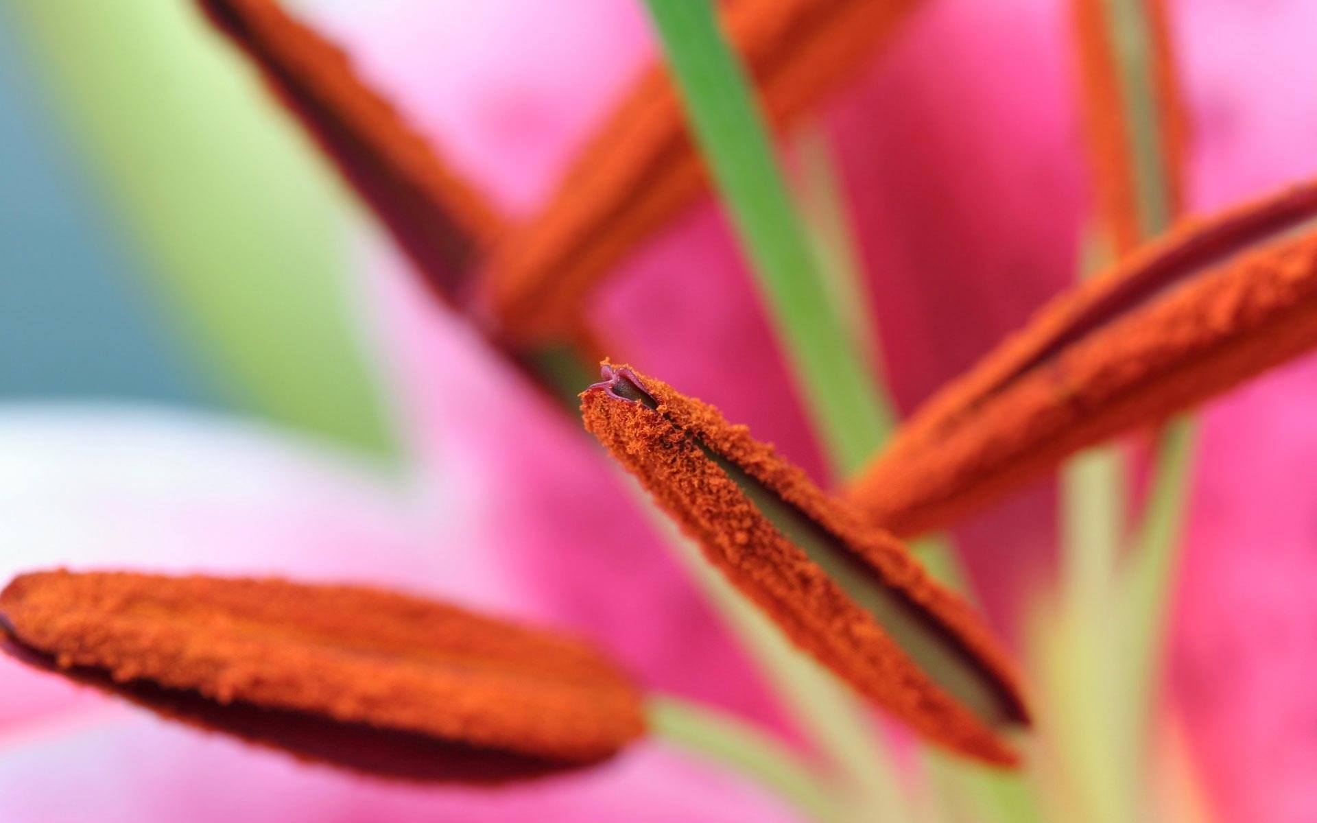 1080P, close, Pollen, Macro, HD Wallpaper