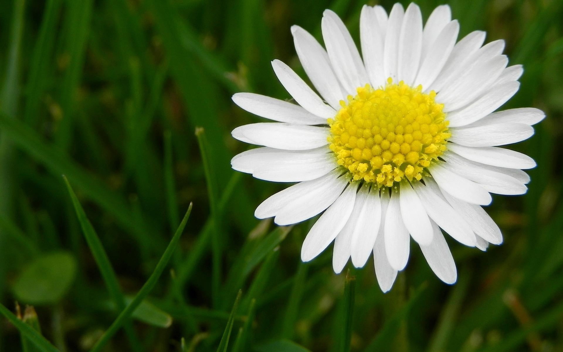 macro, vibrant Color, freshness, single Flower, flower, 1080P, pollen, leaf, formal Garden, close-up, season, plant, blossom, flower Head, springtime, HD Wallpaper
