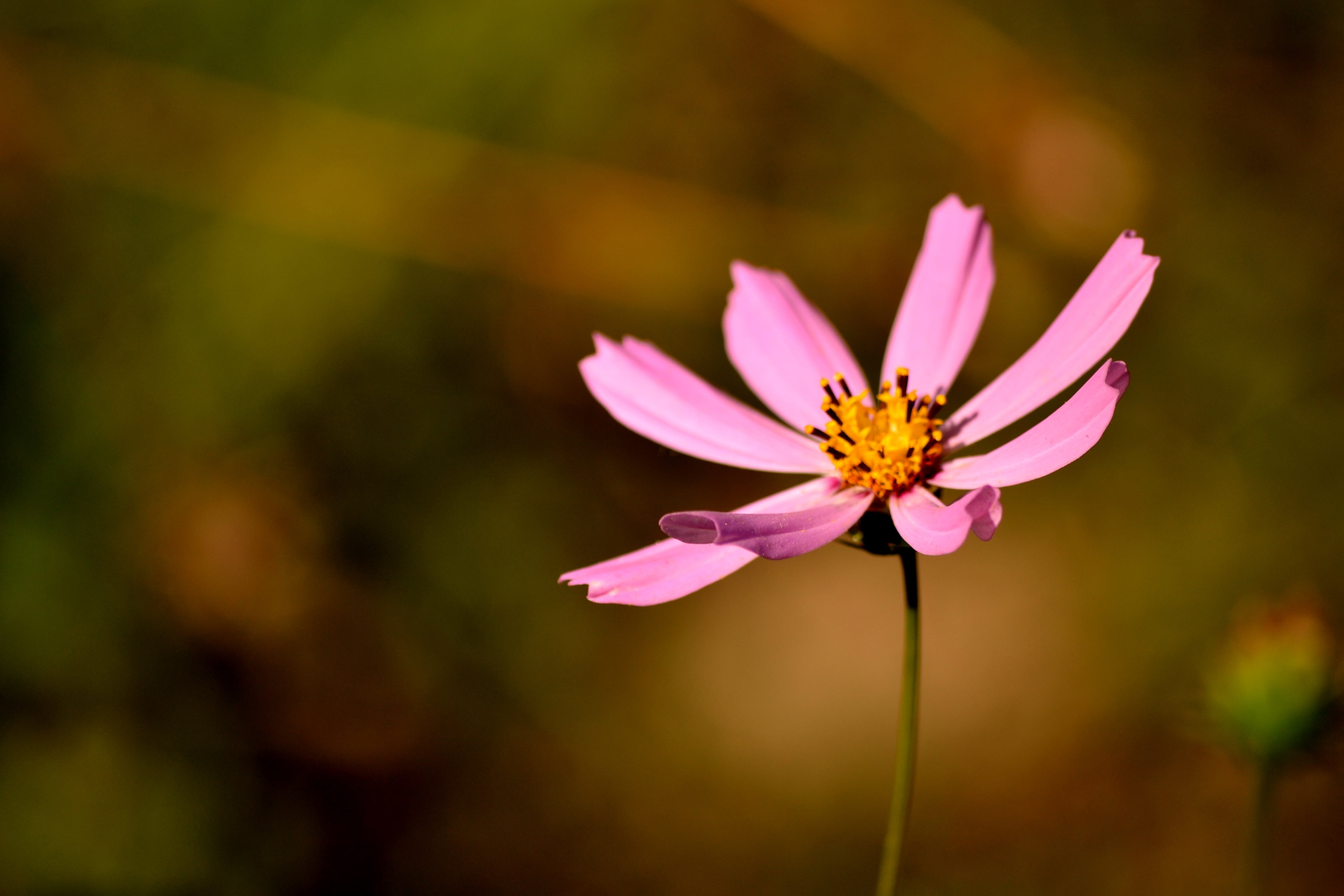 daisy, flower, yellow, pink, outdoors, day, nature, single Flower, pollen, freshness, sepal, macro, bright, plant stem, petal, fragility, sunlight, color Image, HD Wallpaper