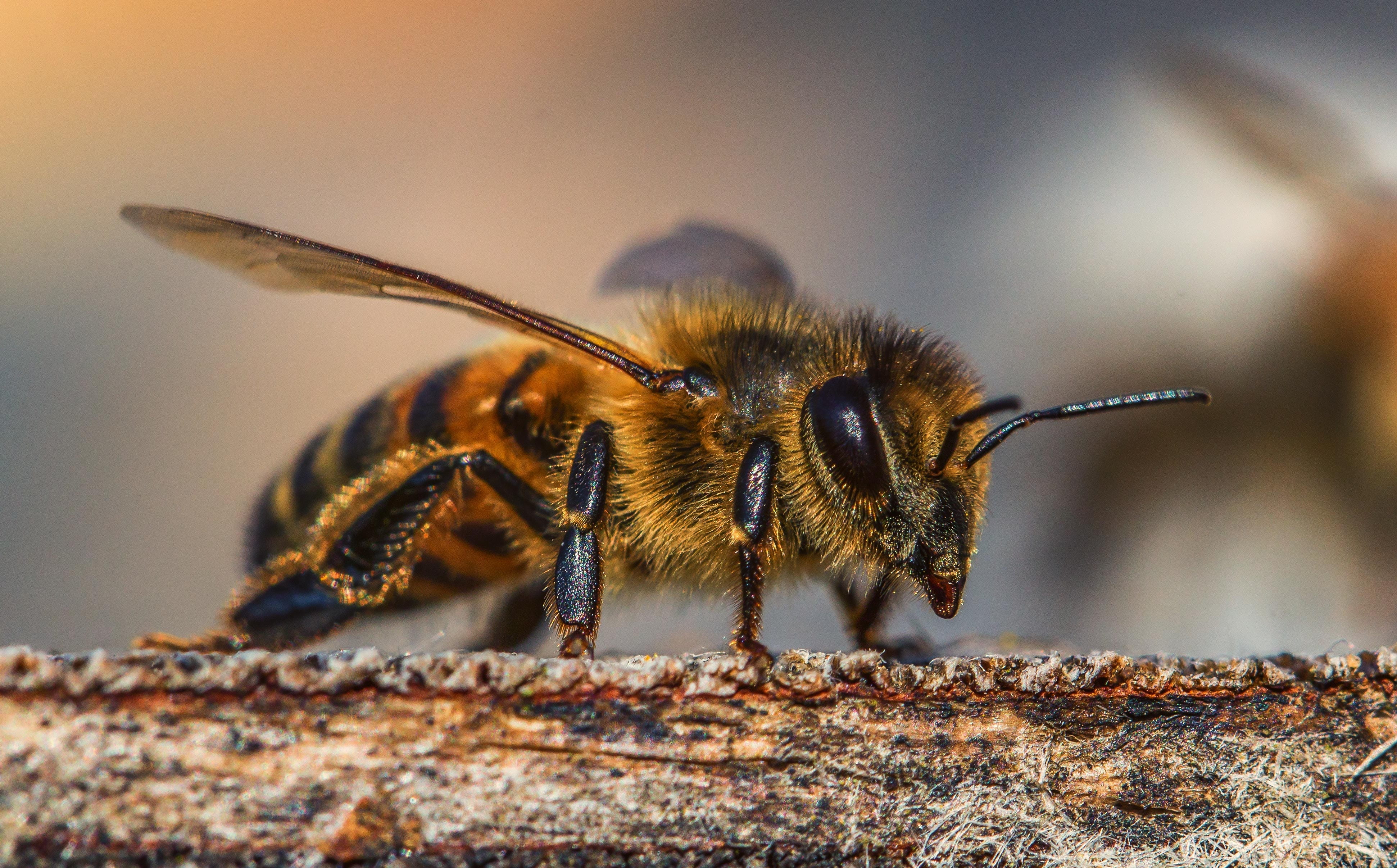 bee, outdoors, one animal, bees stand, nature, animal world, animals in the wild, no people, honey, invertebrate, solid, animal wildlife, day, animal themes, HD Wallpaper