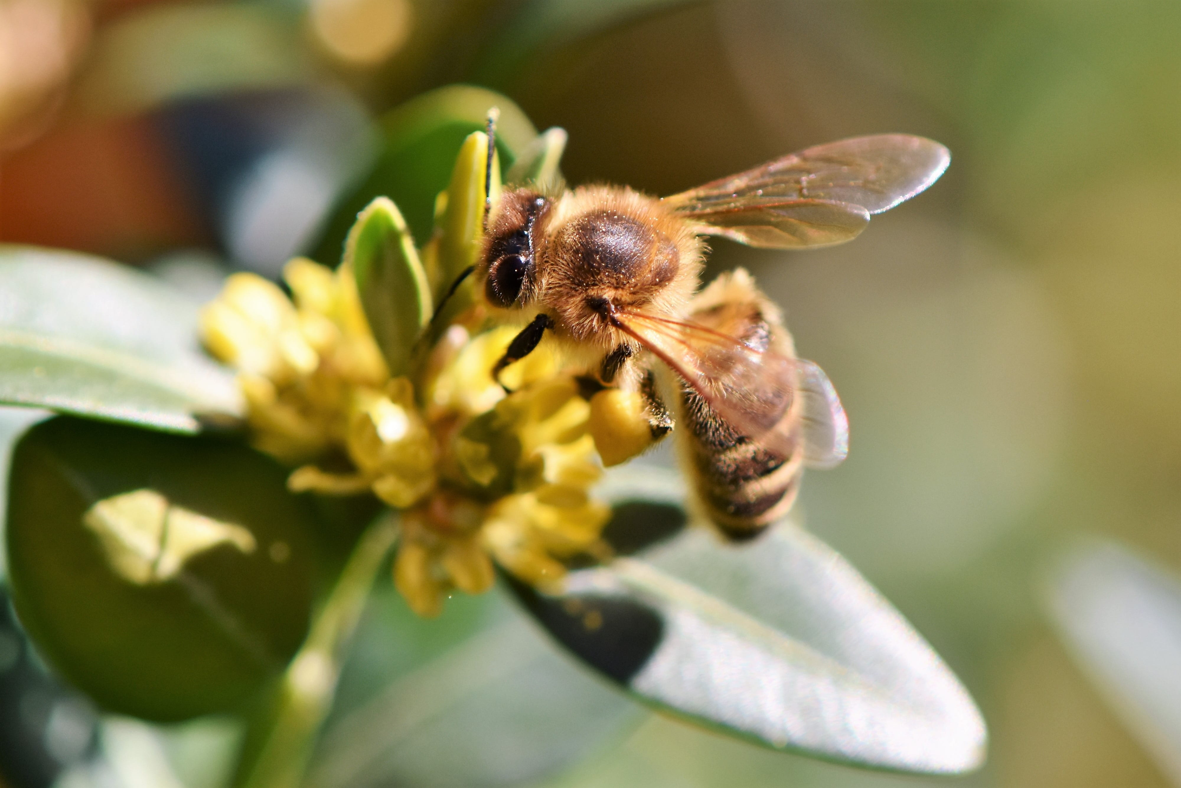 insect, vulnerability, macro, flower head, beekeeping, bloom, bee keeping, flower, animal, nature, petal, hard working, fly, bee, close, animal wildlife, HD Wallpaper