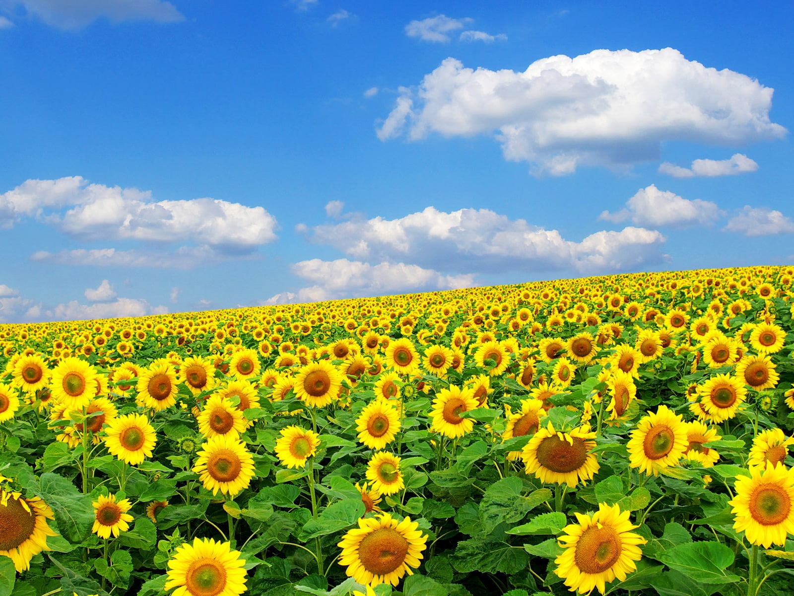 meadow, crop, pollen, agriculture, scenics - nature, springtime, rural Scene, environment, flowering plant, field, fragility, no People, flowerbed, clouds, HD Wallpaper