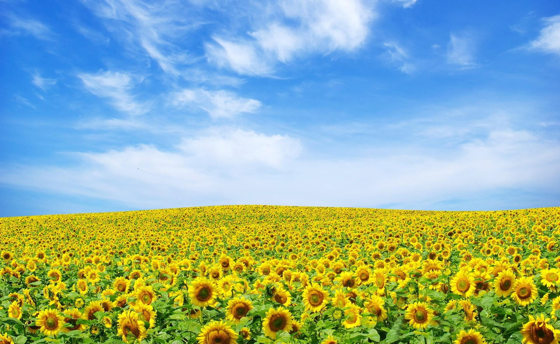 day, summer, farm, growth, green Color, blue, scenics - nature, landscape, clouds, horizon Over Land, no People, bright, vibrant Color, yellow, crop, sunflower, HD Wallpaper