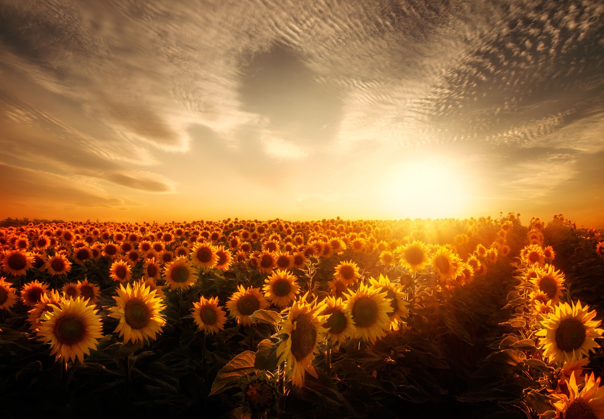 outdoors, sunlight, cloud - sky, field, textile, garden, flower head, sun, sunflowers, flower, sunset, orange color, sunflower, scenics - nature, land, HD Wallpaper