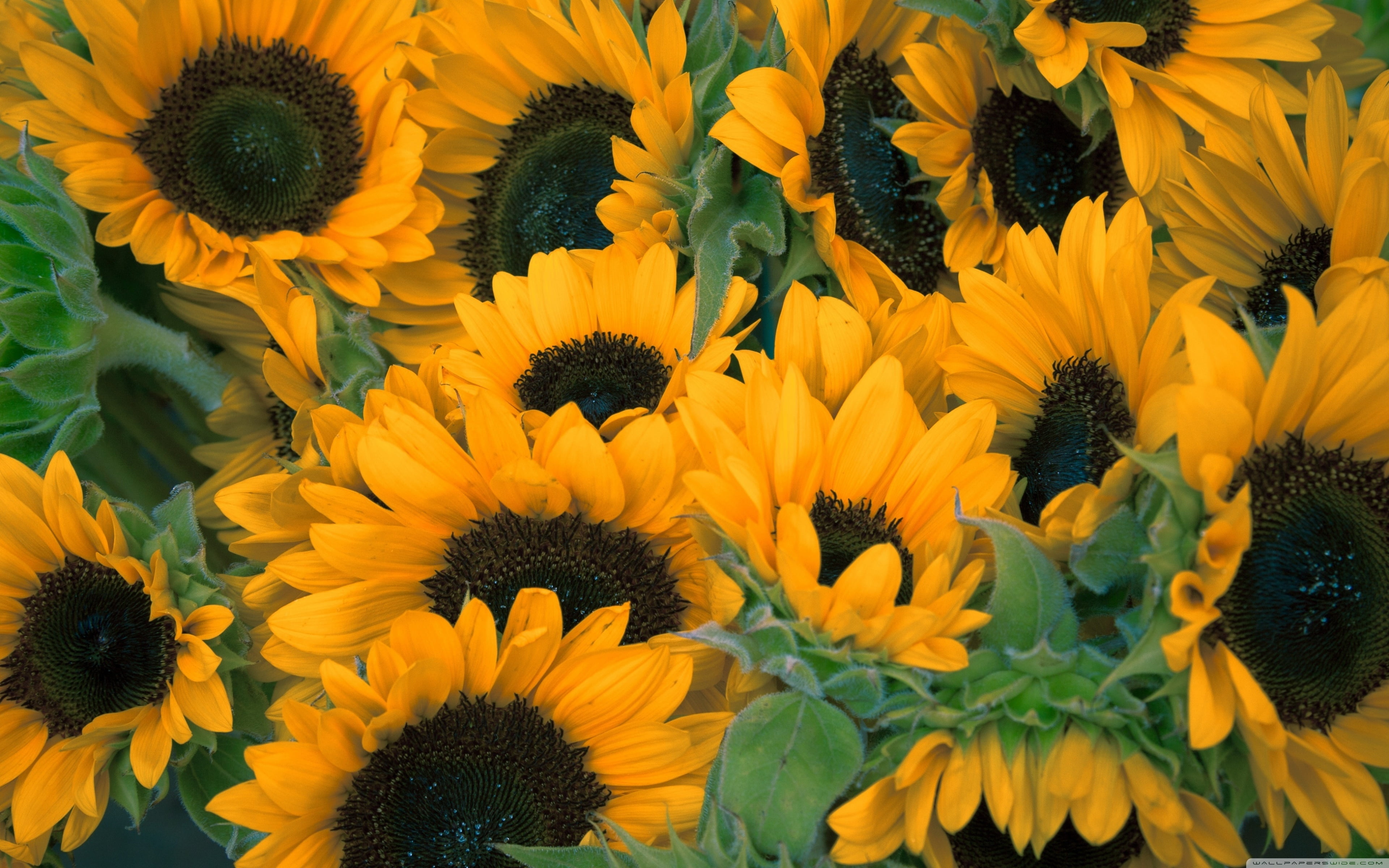 outdoors, pollen, freshness, high angle view, beauty in nature, flowering plant, close-up, plant, inflorescence, flower head, gazania, yellow, petal, sunflowers, HD Wallpaper