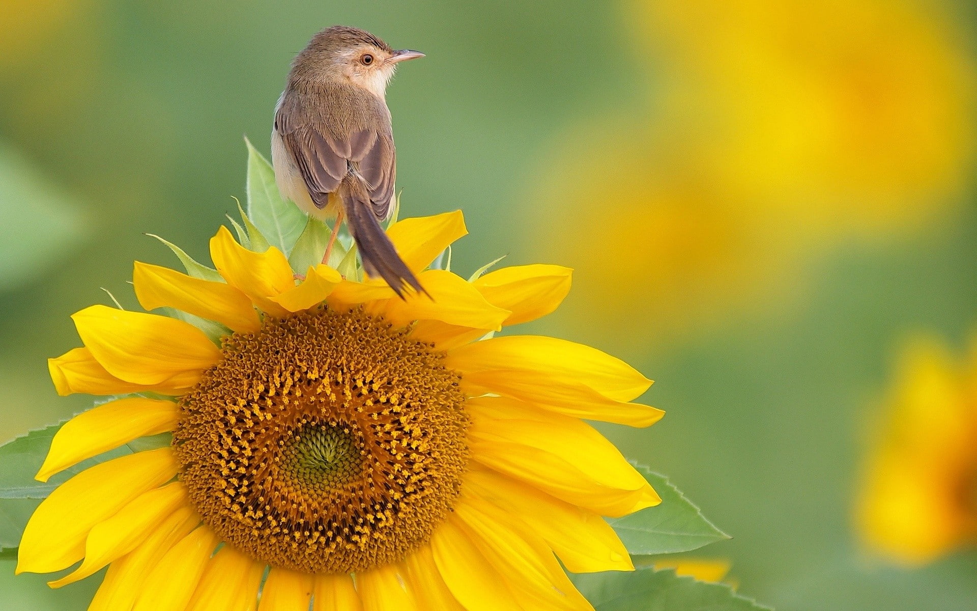 1080P, outdoors, petal, birds, flower, plant, animals in the wild, focus on foreground, springtime, nature, animal themes, yellow, animal wildlife, flowers, HD Wallpaper