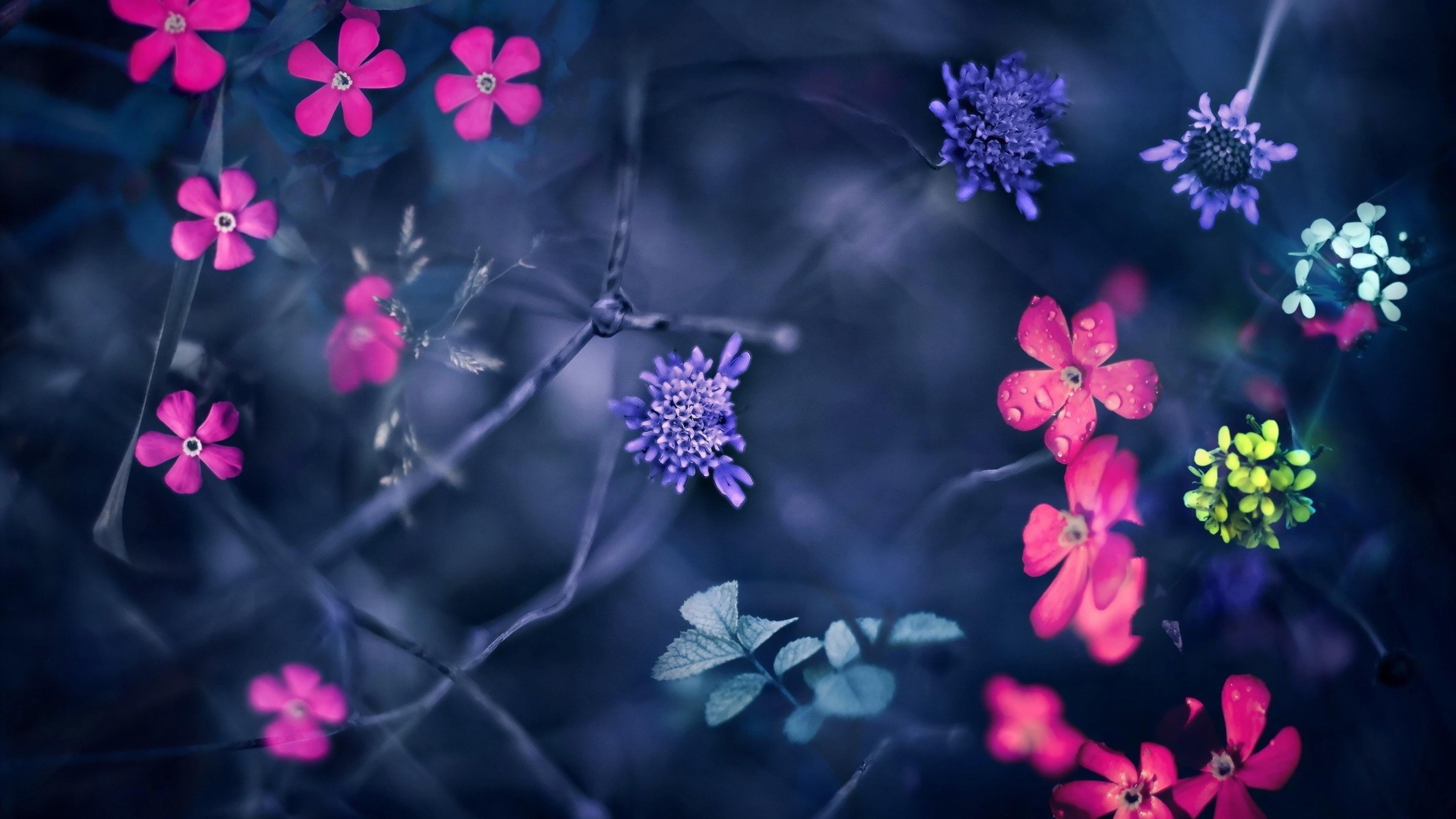 4K, bloomy, fantasy, flower, spring, twigs, HD Wallpaper