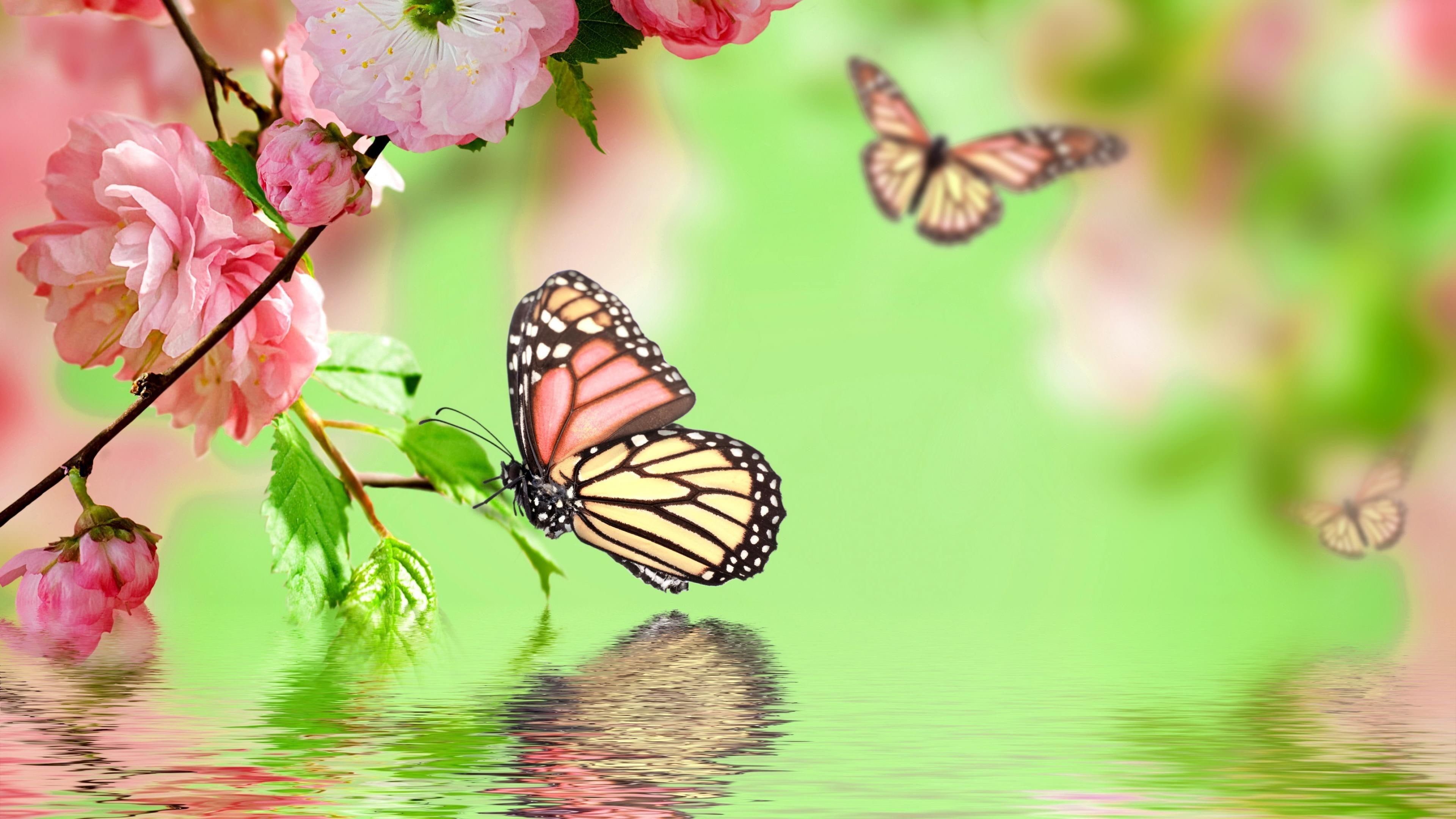 cherry trees, reflected, blooming, garden, butterflies, butterfly, bloomy, spring, blossom, 4K, water, HD Wallpaper