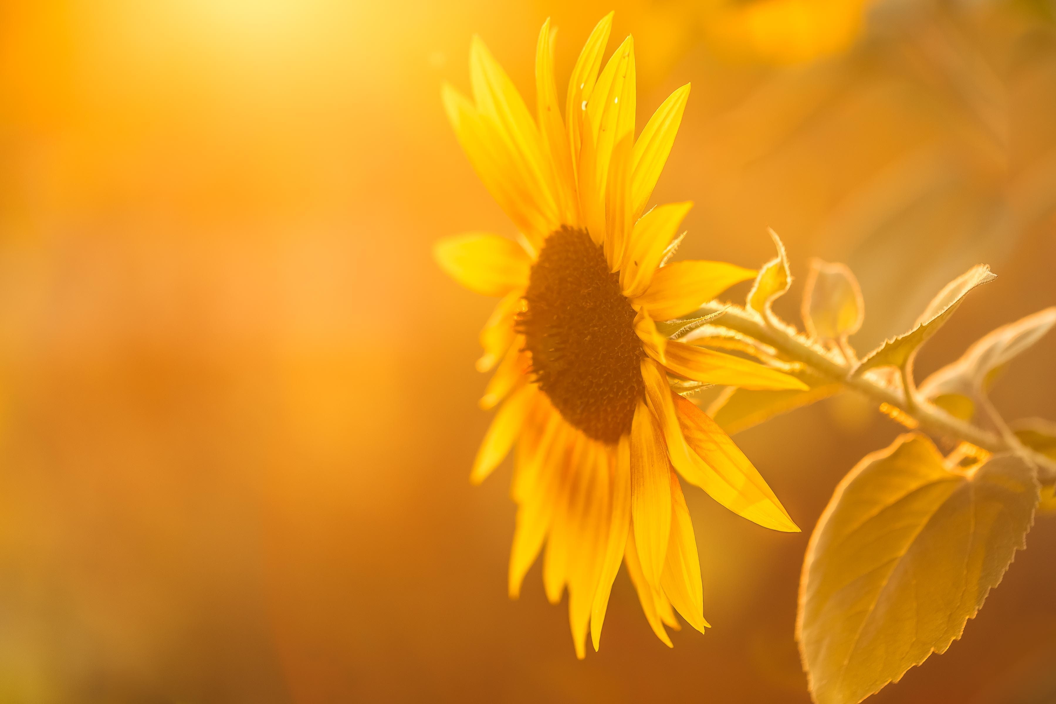 sunflowers, fragility, plants, vulnerability, no people, leaves, yellow flowers, flowering plant, flower, soft focus, 2K, pollen, plant, nature, vibrant color, HD Wallpaper
