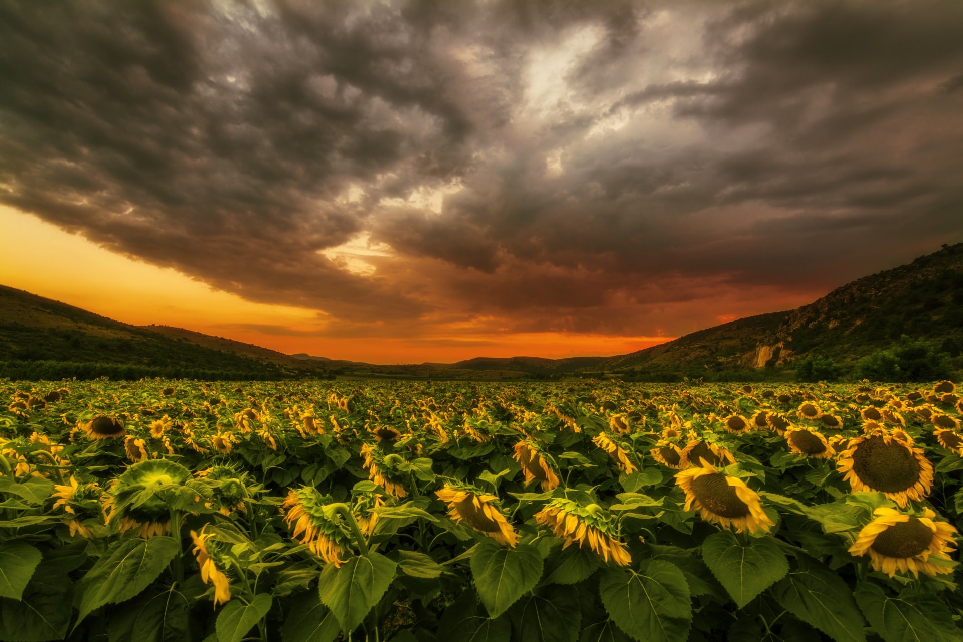 environment, beauty in nature, growth, clouds, sky, tranquil scene, idyllic, plant, yellow flowers, overcast, plants, sunflowers, tranquility, outdoors, HD Wallpaper
