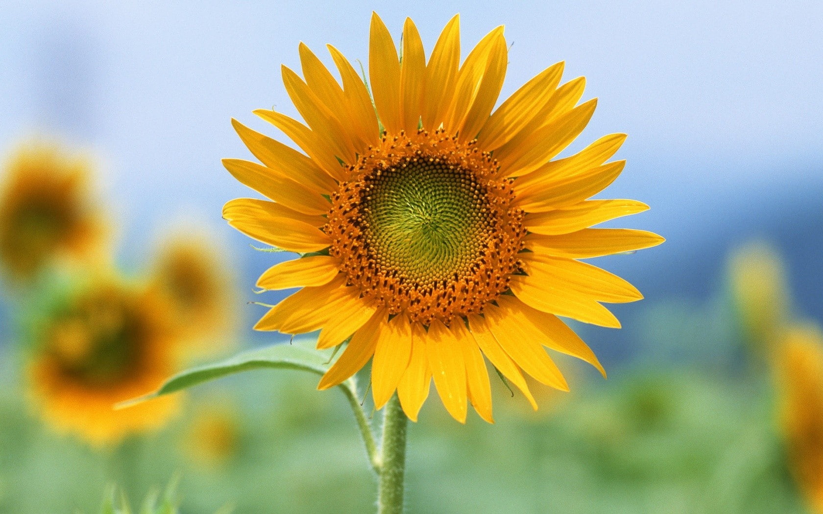 720P, flowers, summer, sunflowers, petals, yellow flowers, HD Wallpaper