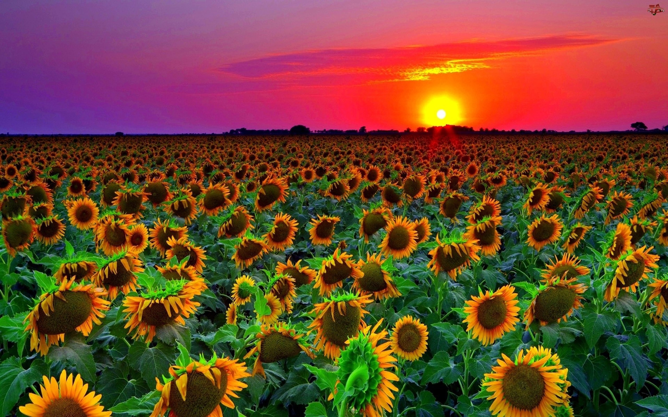  hd, 2K, sunflower, sunset, field, HD Wallpaper