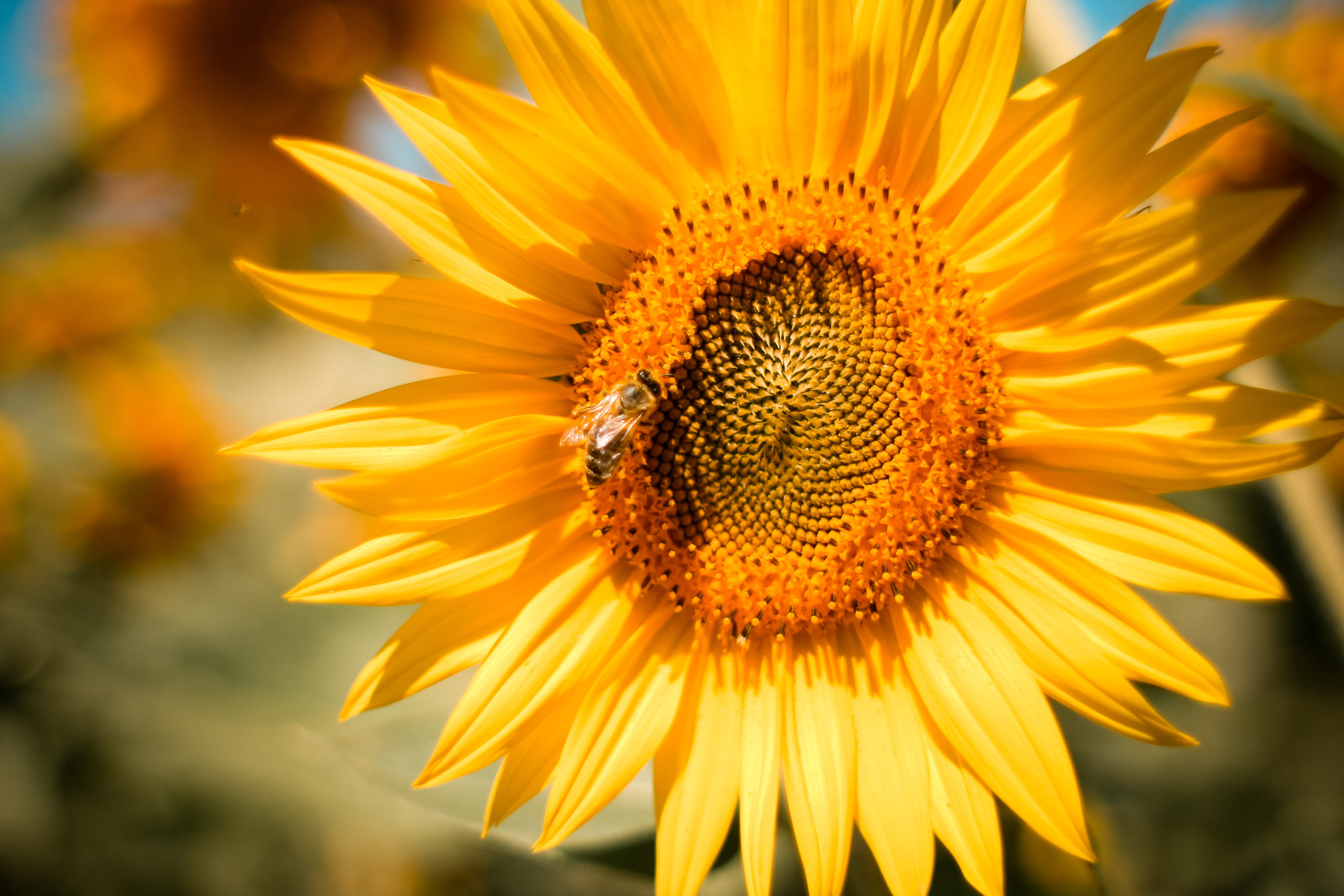 honey, beauty In Nature, flowering plant, sunflowers, no people, summer, Sunflower, plant, animals, yellow, invertebrate, flowers, animal, inflorescence, HD Wallpaper