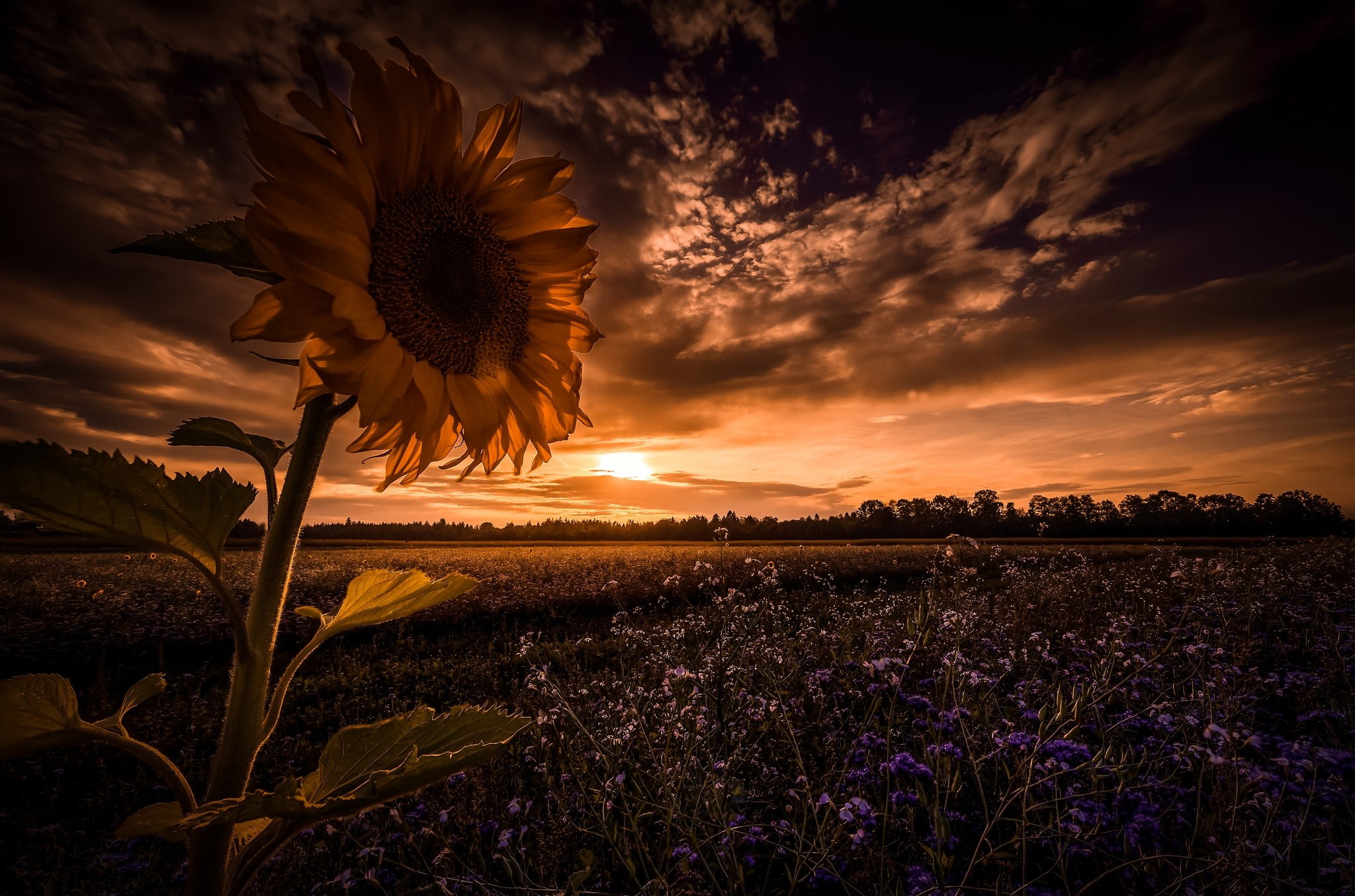 field, nature, landscape, flowers, sunlight, 1080P, sunflowers, sky, clouds, HD Wallpaper