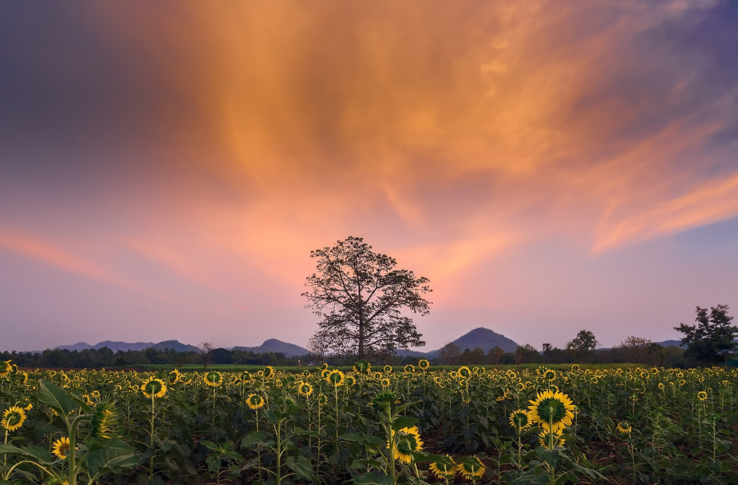 environment, flowers, sunflowers, land, rural scene, field, cloud - sky, flower, tranquil scene, beauty in nature, tree, outdoors, idyllic, plant, landscape, HD Wallpaper