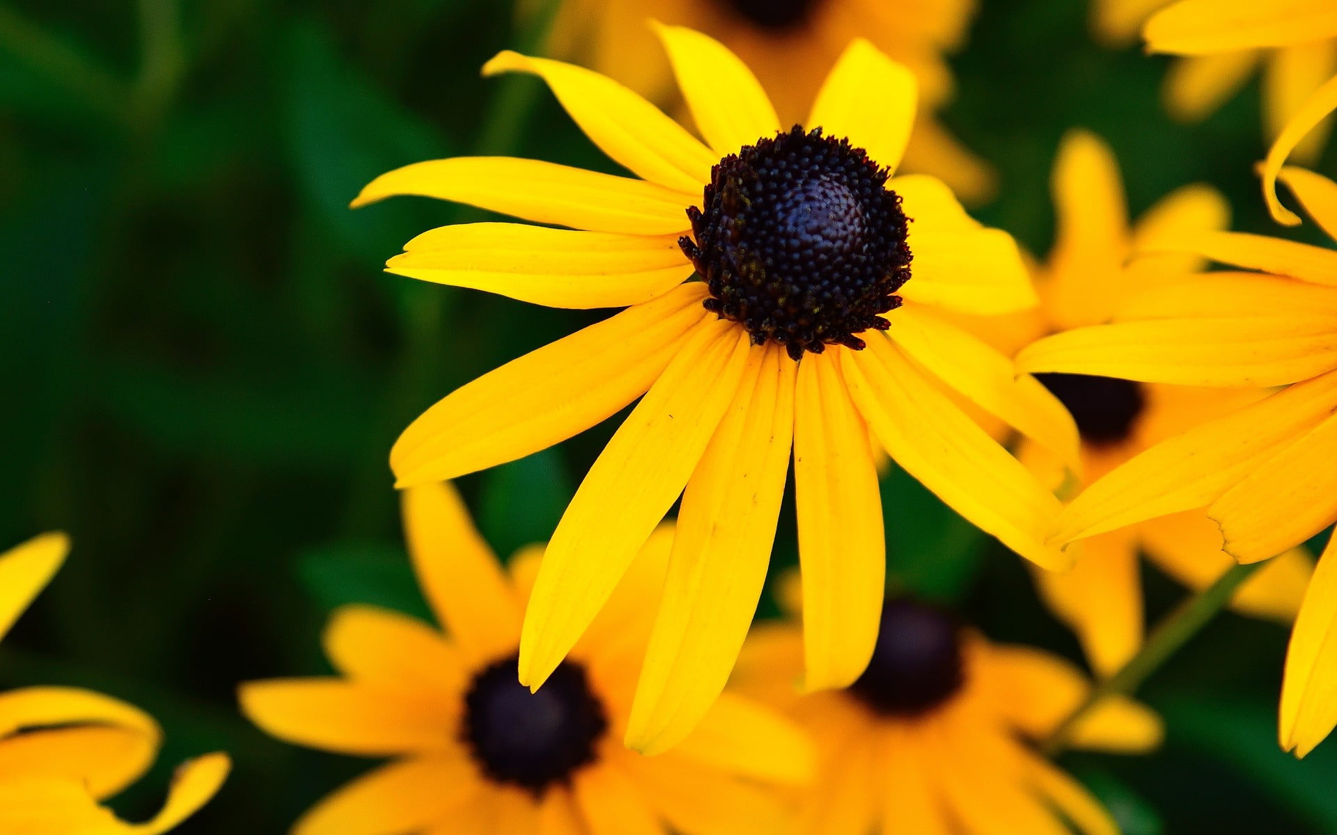 plant, 1080P, outdoors, black-eyed susan, close-up, fragility, petal, macro, flower, vulnerability, flower head, flowers, no people, flowering plant, beauty in nature, HD Wallpaper