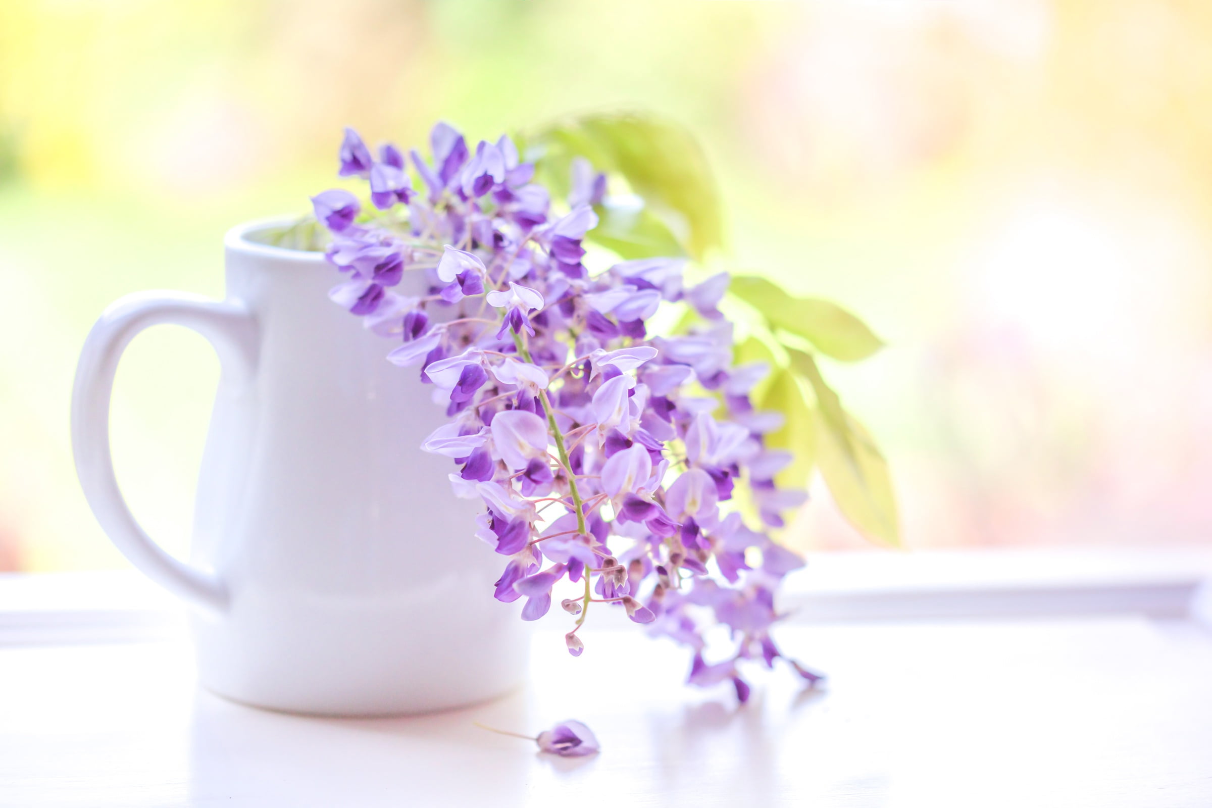 1080P, brush, inflorescence, Wisteria, HD Wallpaper