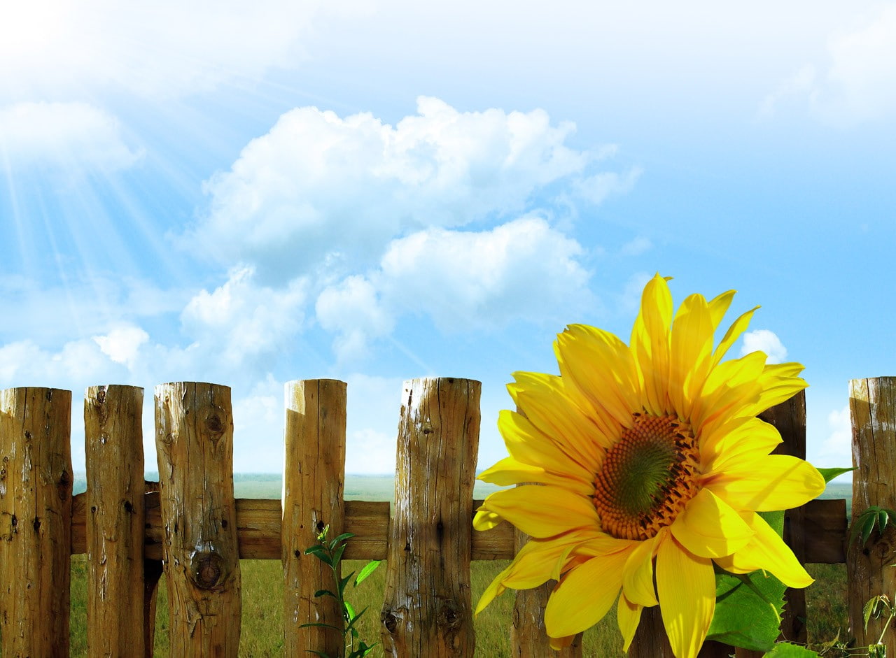 clouds, Lights, 720P, grass, wood, sun, walls, flowers, fence, sky, sunflowers, HD Wallpaper
