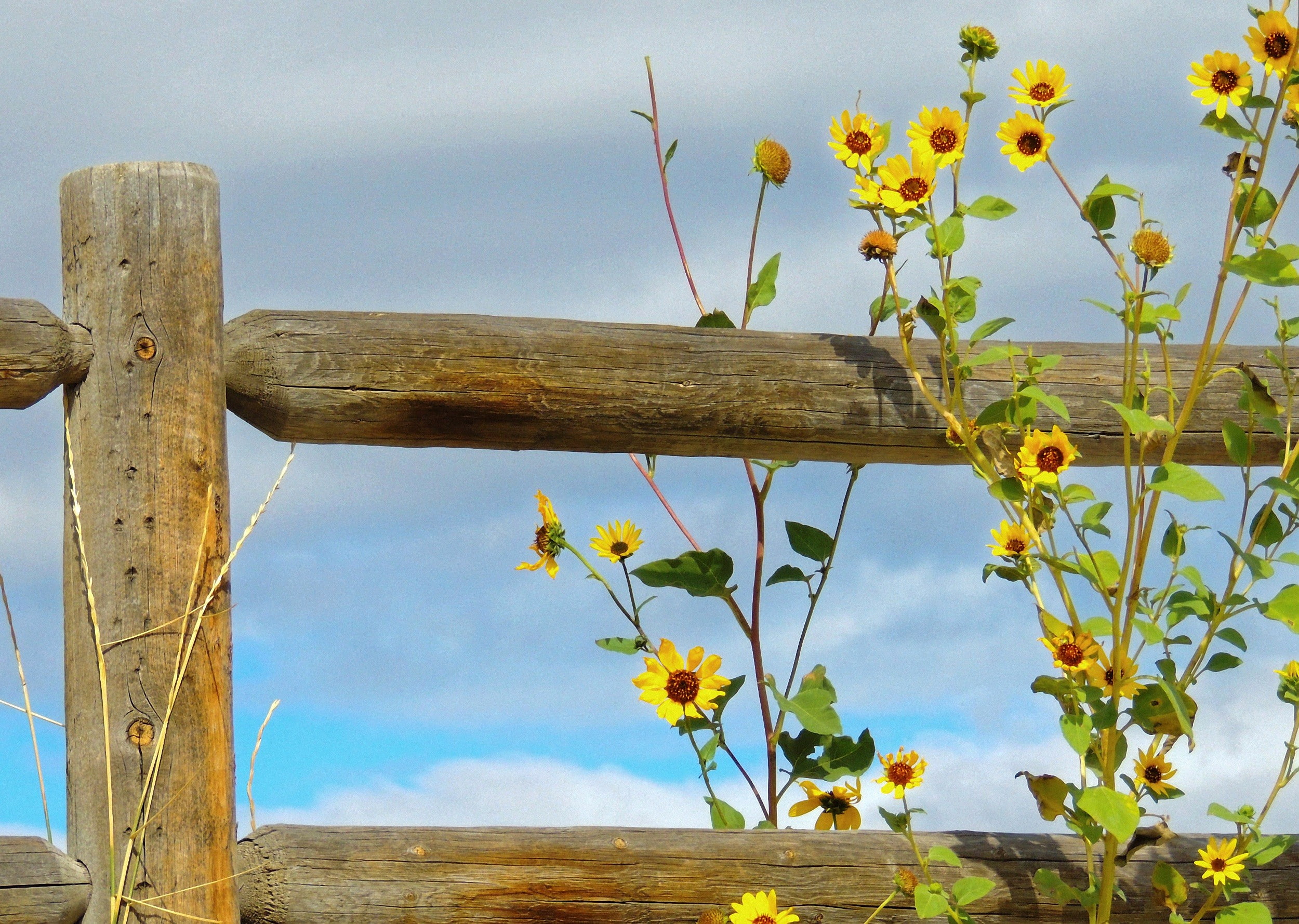 boundary, sunflowers, beauty in nature, day, wooden post, tranquility, wood - material, nature, land, cloud - sky, no people, 1080P, flower head, growth, HD Wallpaper