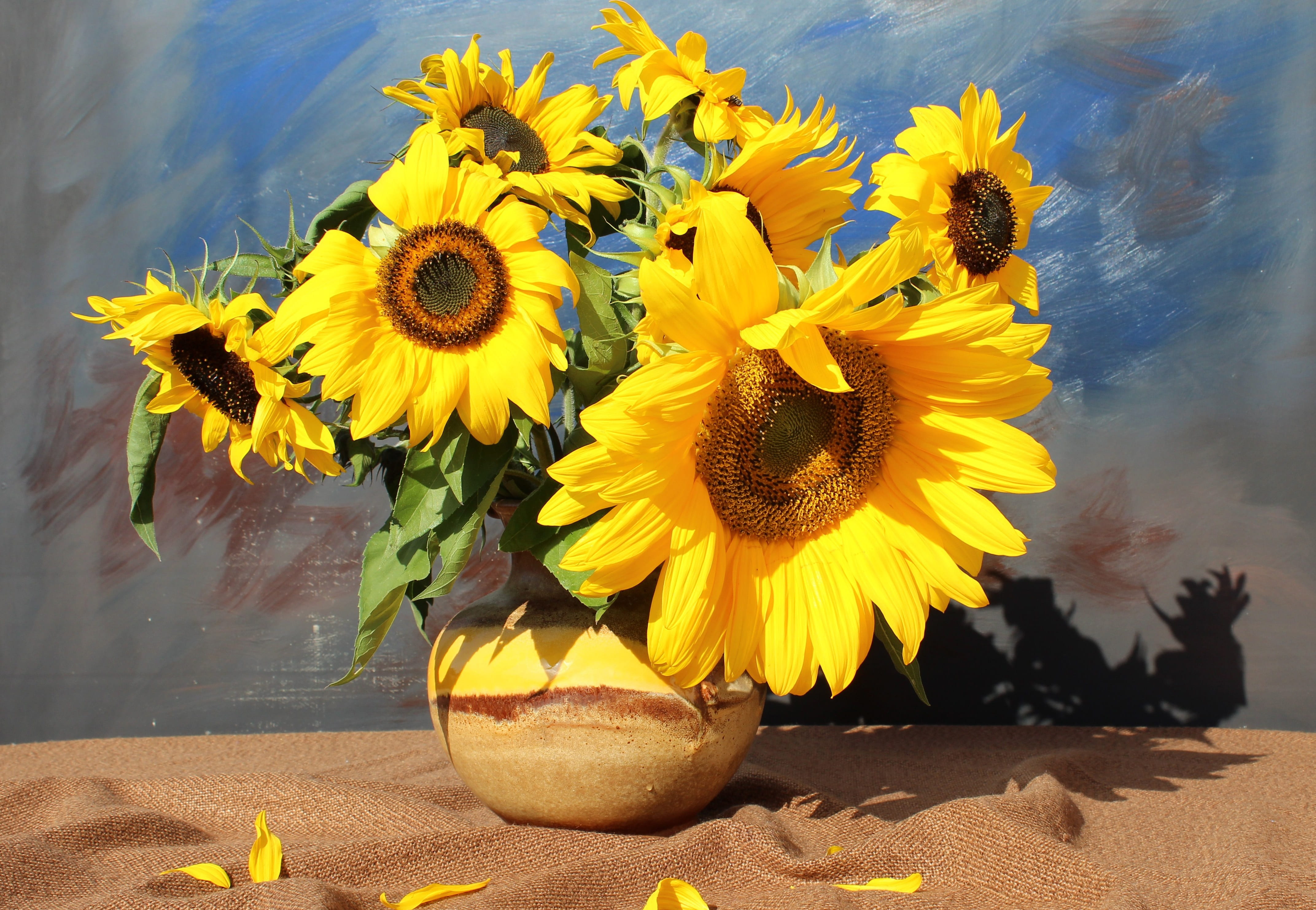 bouquet, flora, day, bloom, petal, summer, growth, still life, outdoors, freshness, fragility, yellow, beauty in nature, inflorescence, flower pot, sunflower, HD Wallpaper