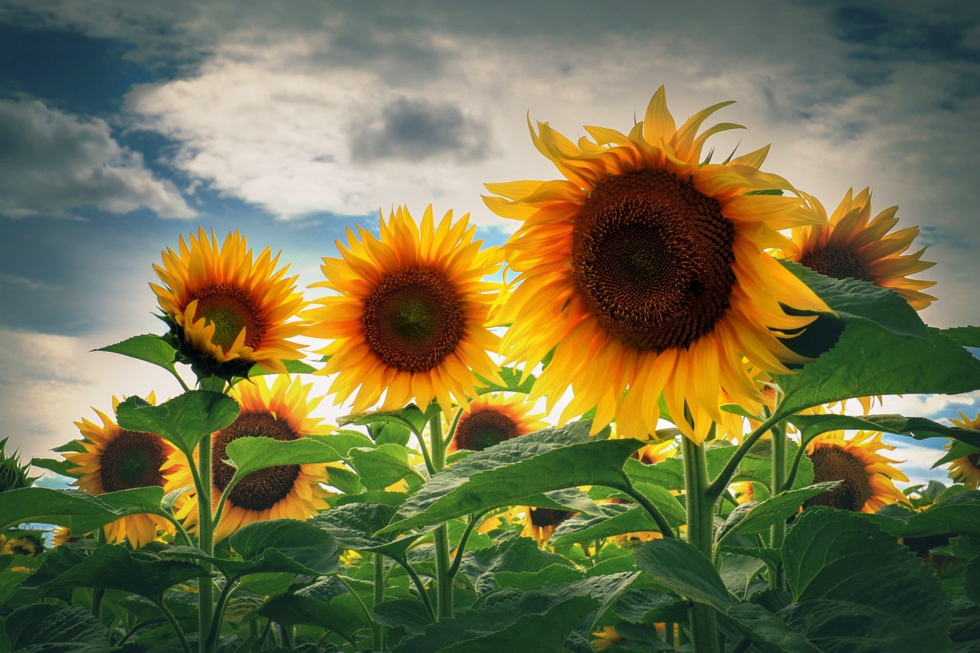 sunflowers, nature, 1080P, HD Wallpaper