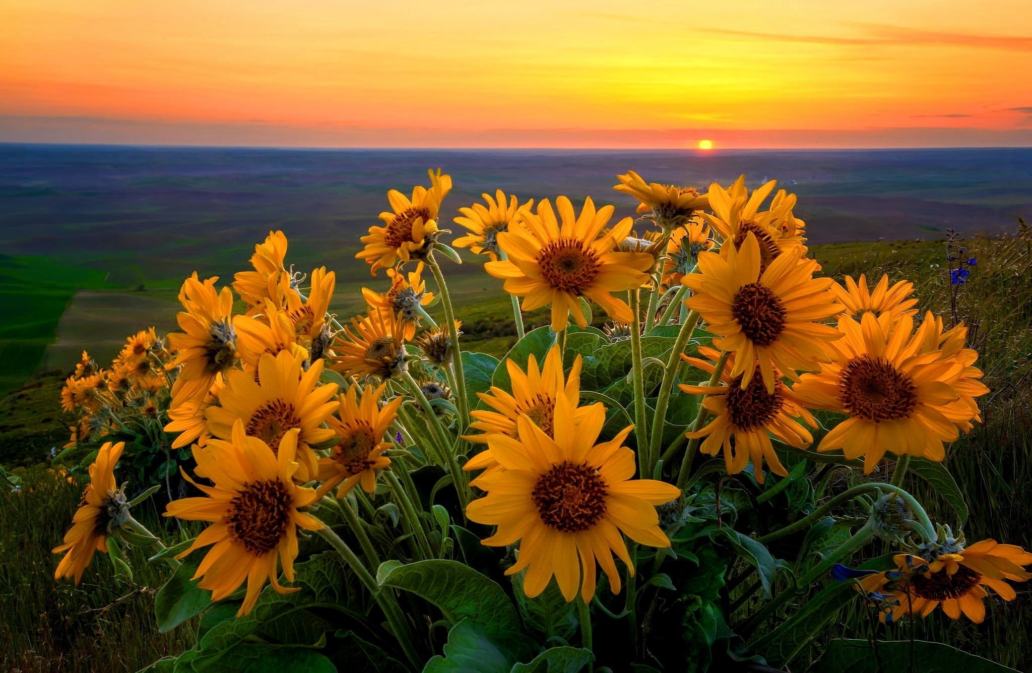 flower, sunflower, outdoors, water, scenics - nature, flower head, flowering plant, freshness, yellow, horizon over water, sunset, no people, orange color, HD Wallpaper