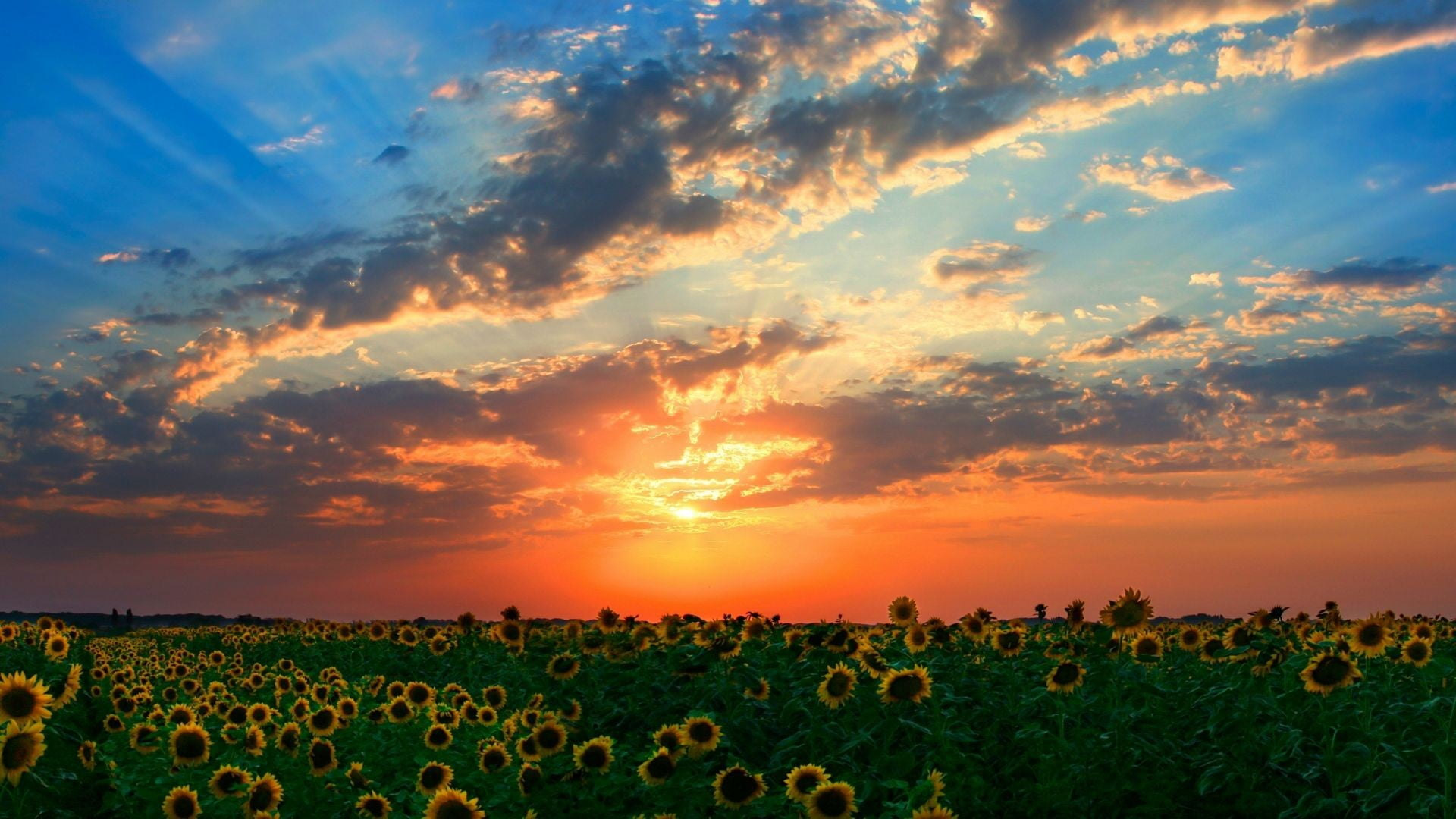 growth, beauty in nature, land, scenics - nature, tranquil scene, environment, plant, non-urban scene, sunflowers, 1080P, nature, agriculture, field, outdoors, HD Wallpaper