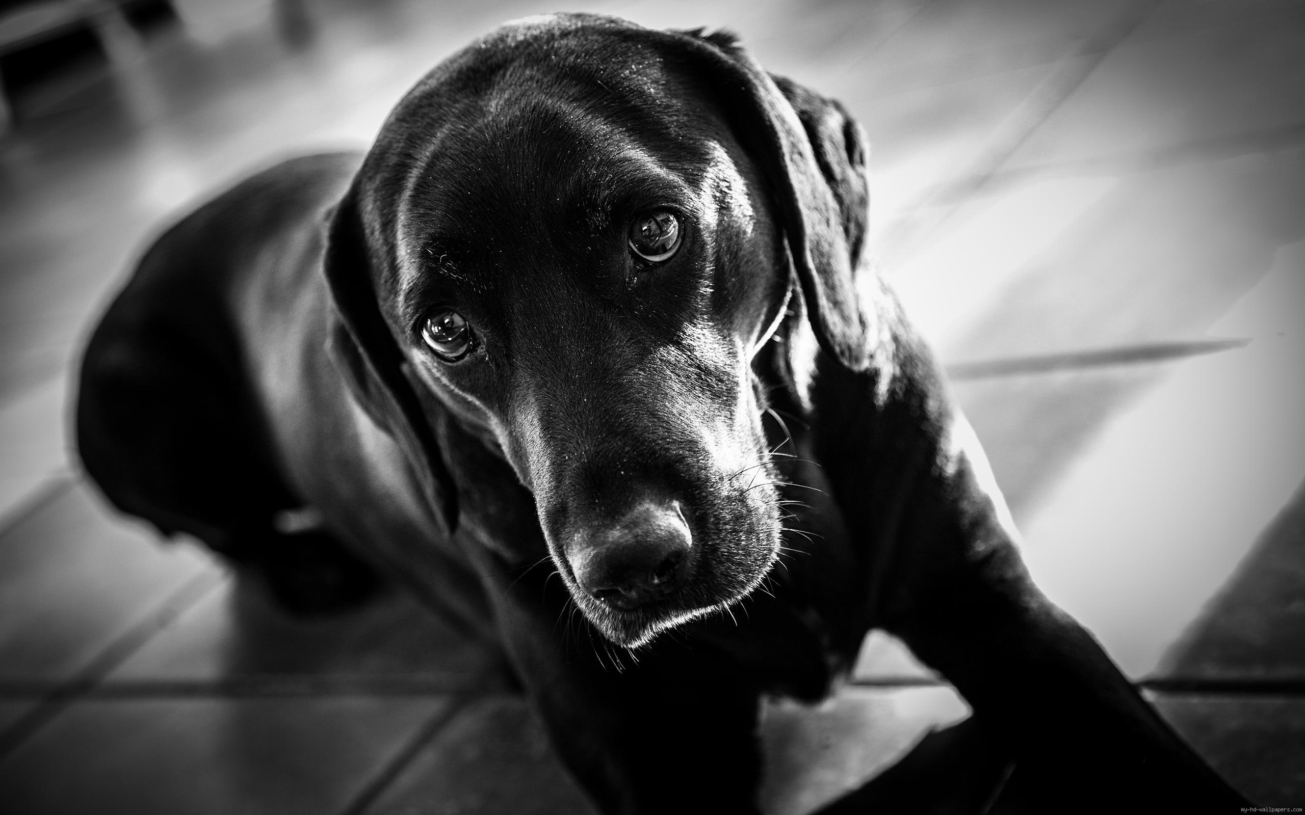 animal, labrador, black, retriever, 2K, dog, white, HD Wallpaper