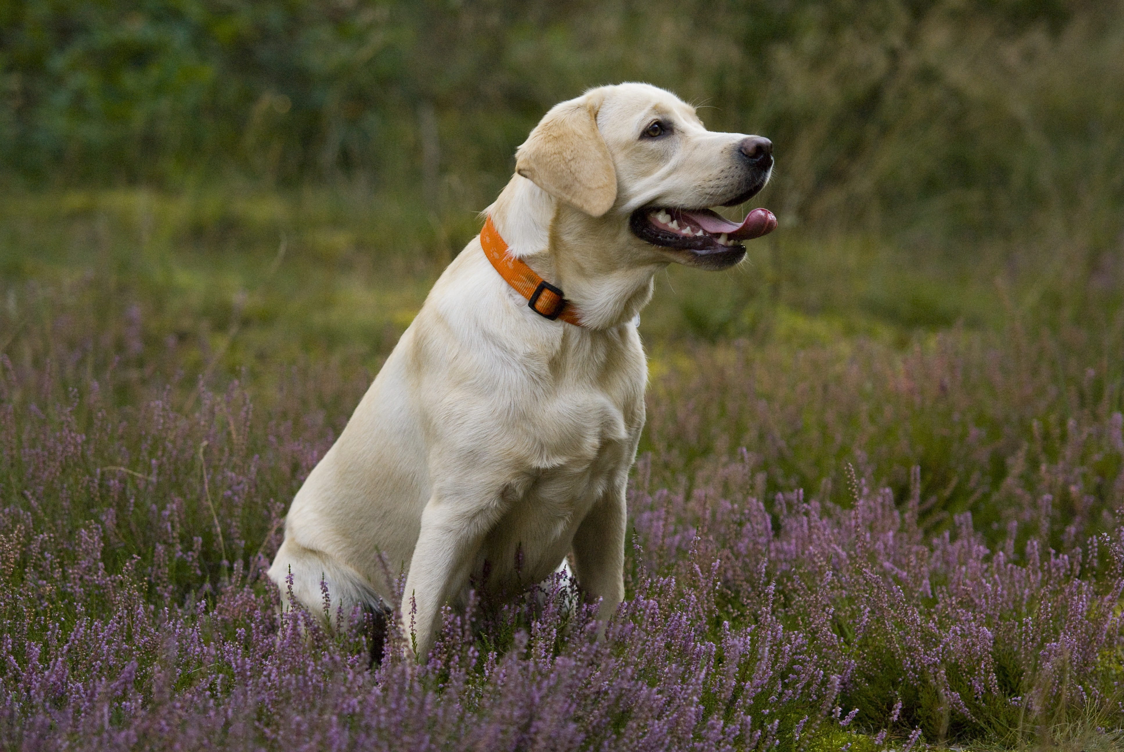 animal themes, land, looking away, outdoors, no people, facial expression, Puppy, nature, dog, cute, plant, grass, flower, panting, purple, growth, labrador Retriever, HD Wallpaper