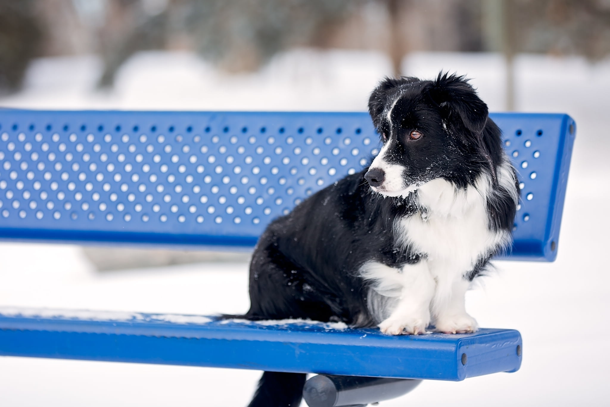 bench, sitting, looking away, outdoors, snow, winter, animal themes, black, vertebrate, focus on foreground, blue, full length, puppy, canine, pets, black Color, HD Wallpaper