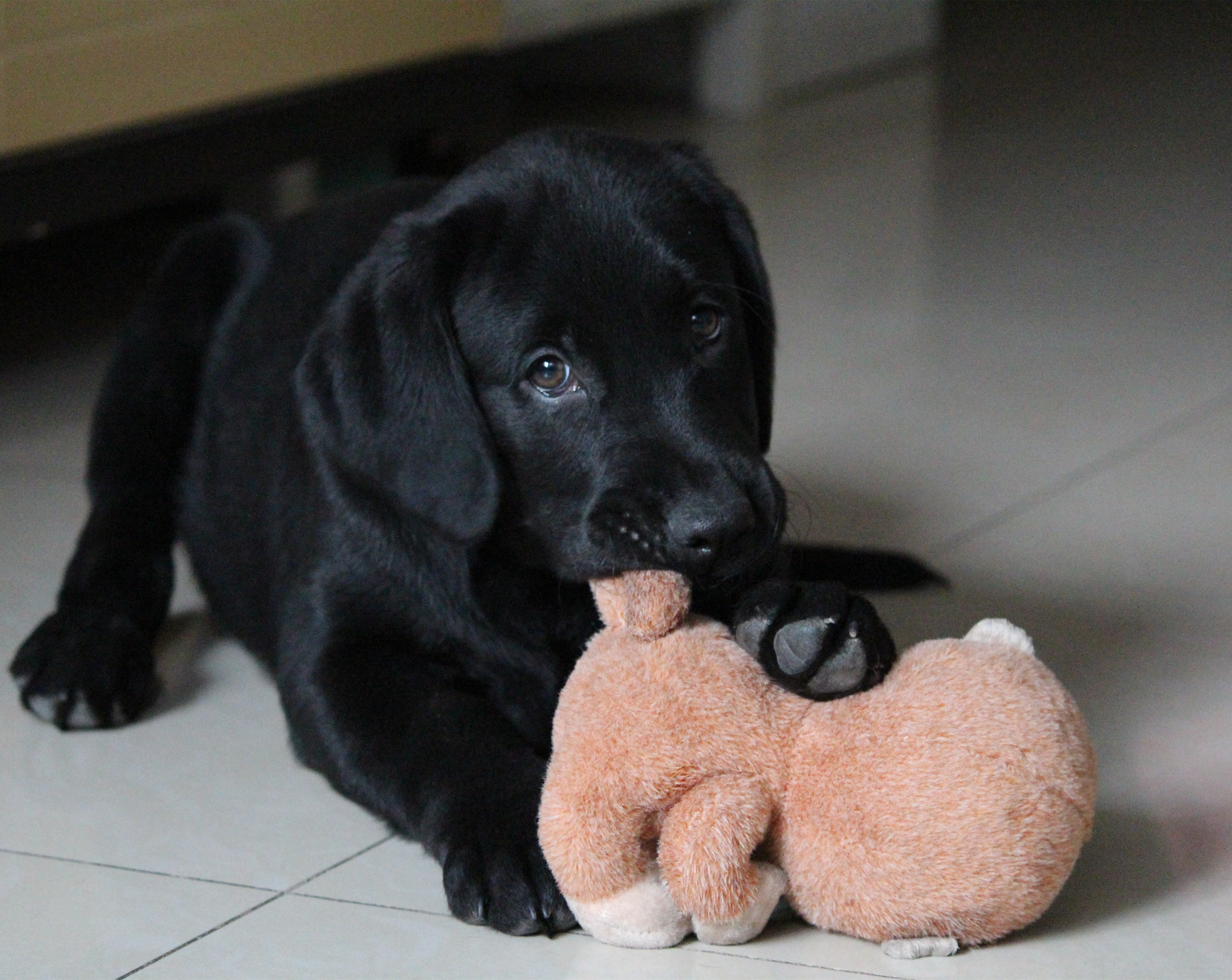 pets, labrador, puppy, mammal, domestic animals, tiled floor, black color, 4K, sitting, flooring, relaxation, one animal, sell ​​meng, toy, vertebrate, HD Wallpaper